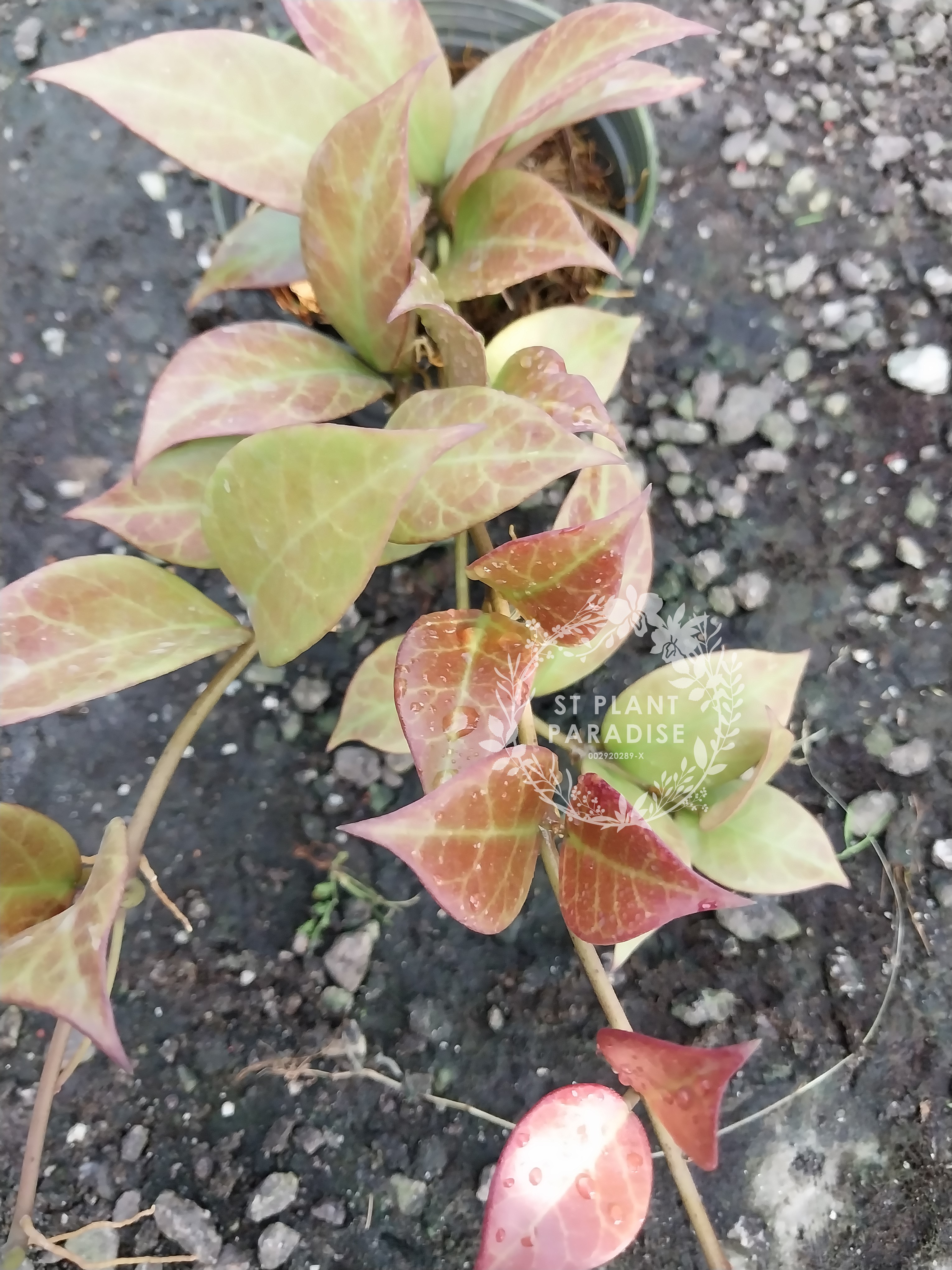 Hoya 'Sunrise' (aka CV Sunrise)