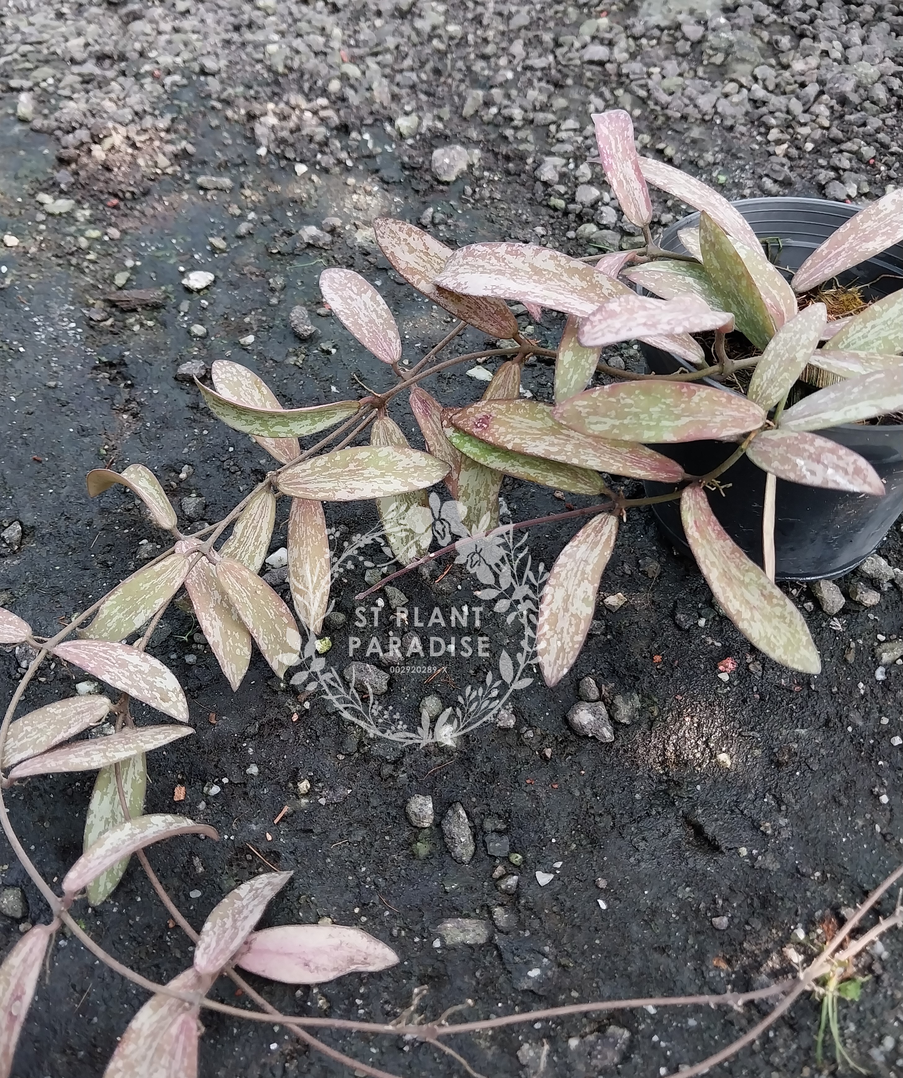Hoya sigilatis (Big plant)