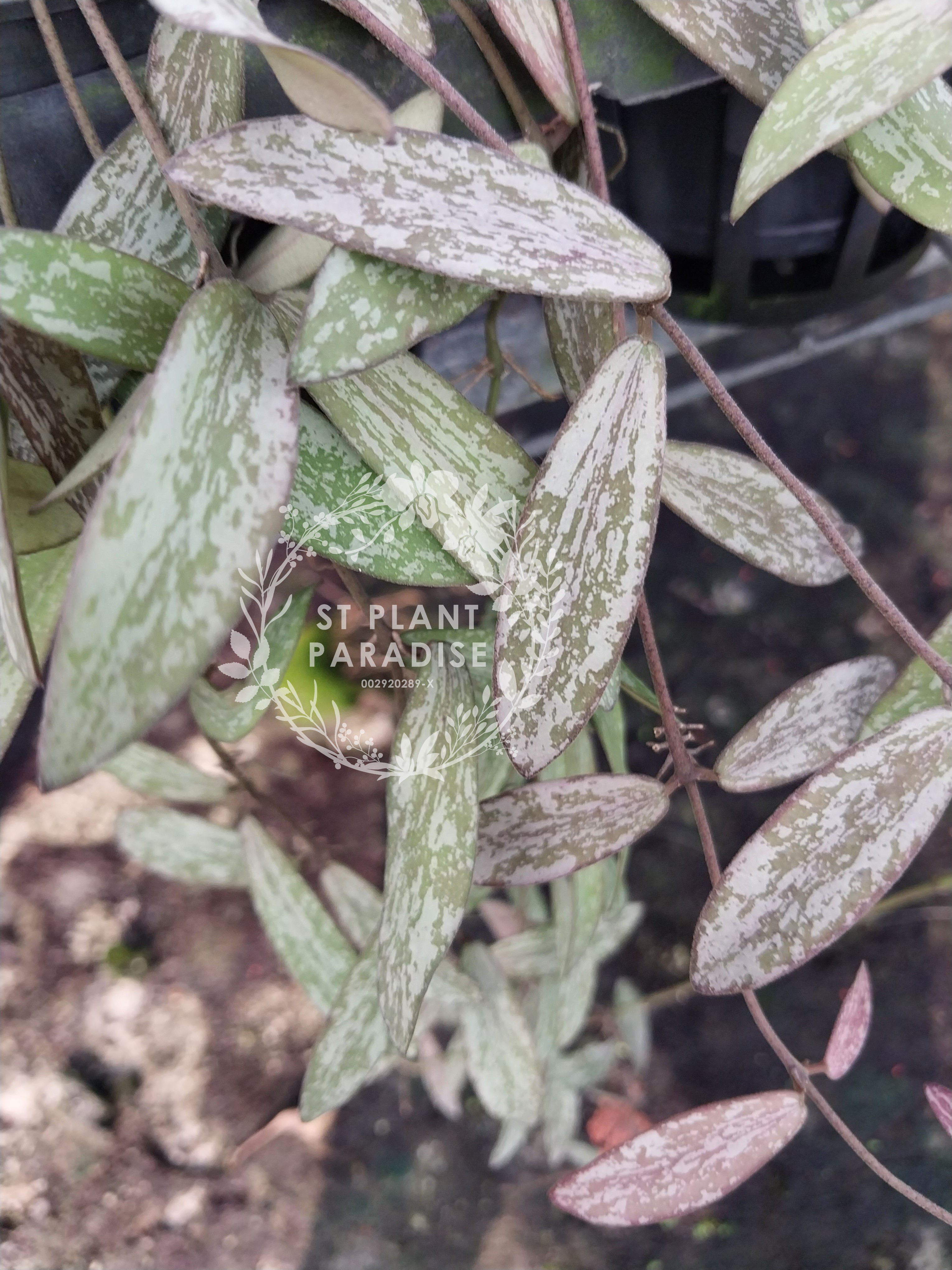 Hoya sigilatis (Big plant)