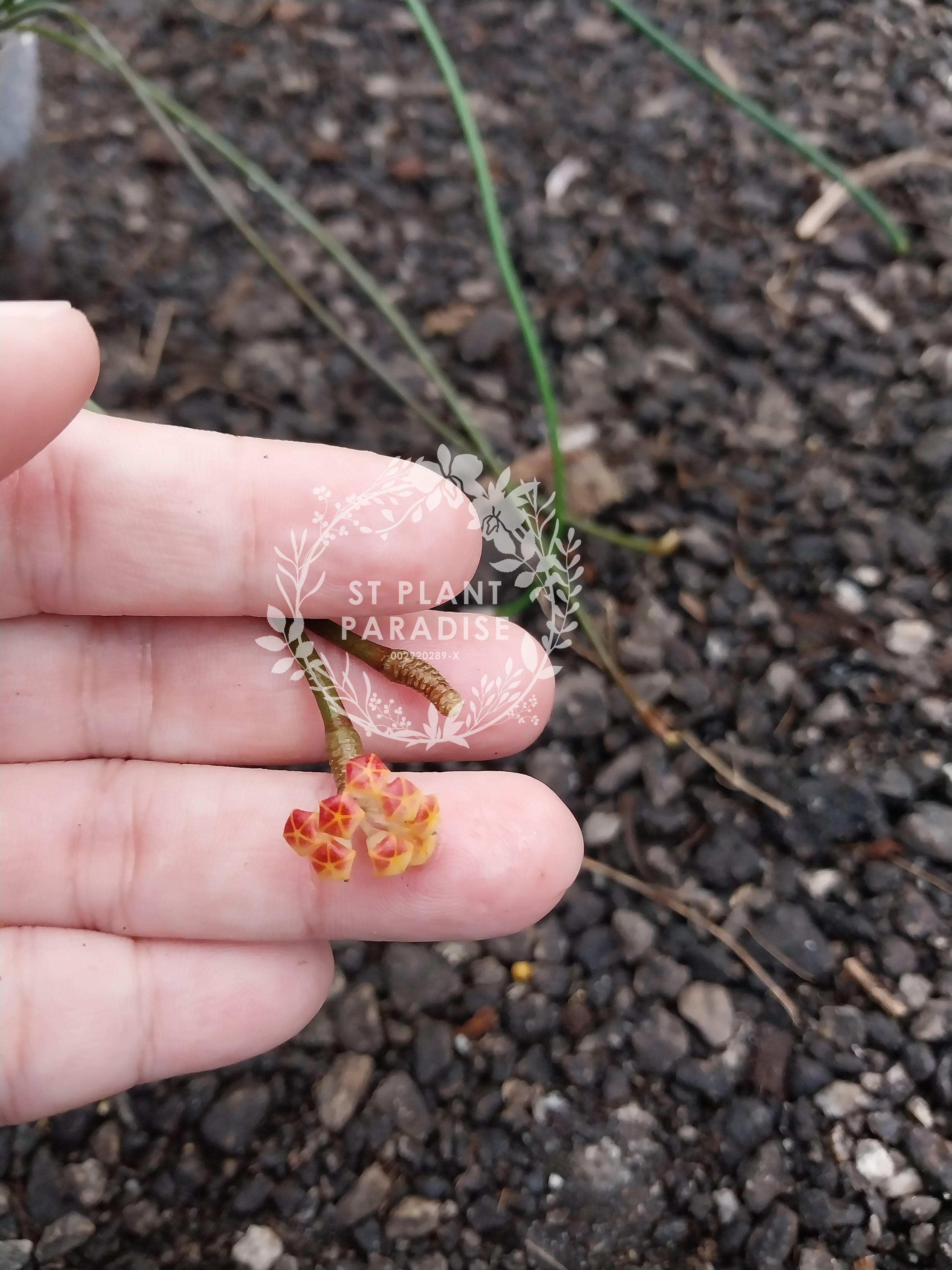 Hoya spartioides