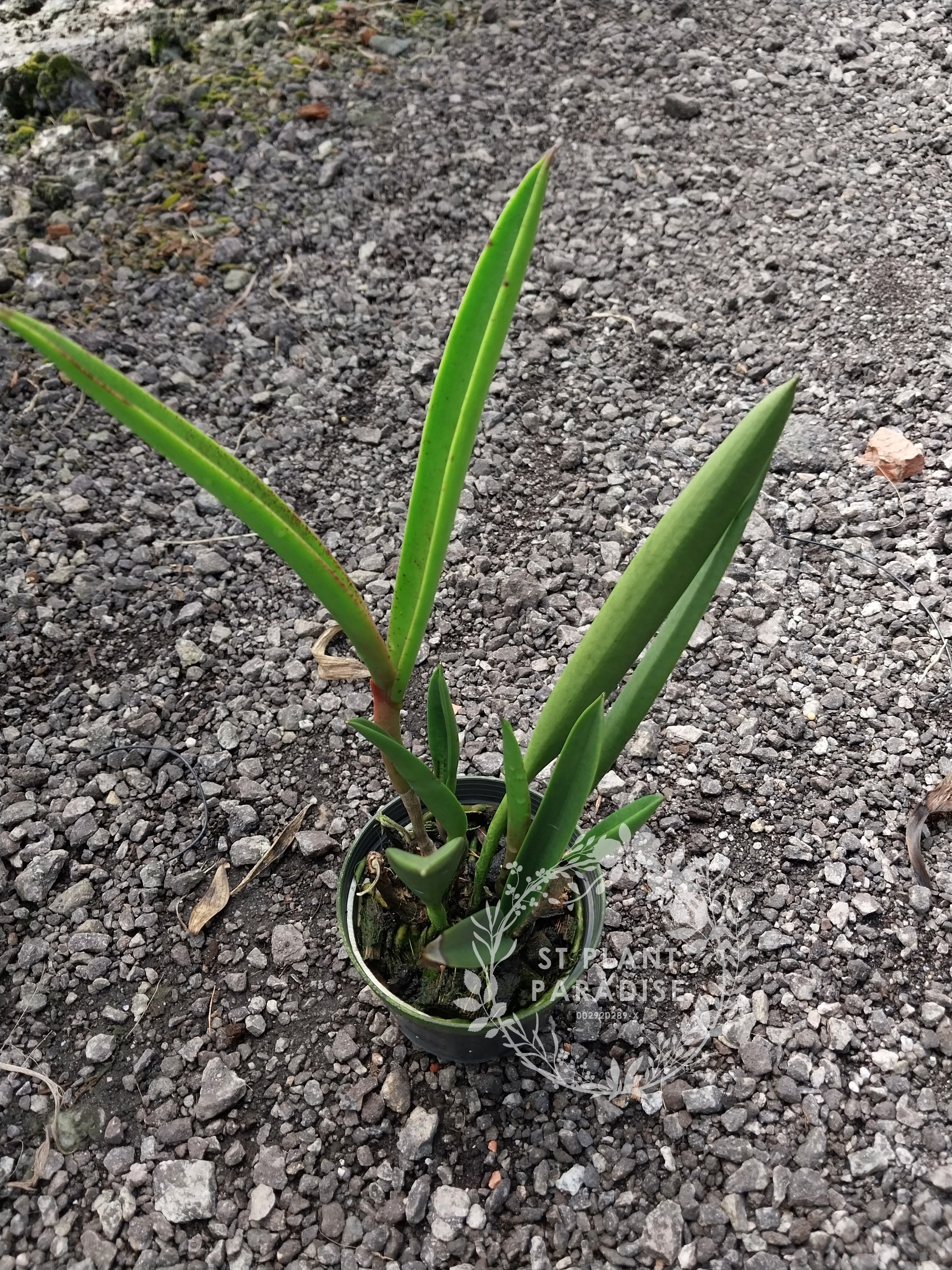 Orchid- Brassocattleya (Bc. ) Green Bird