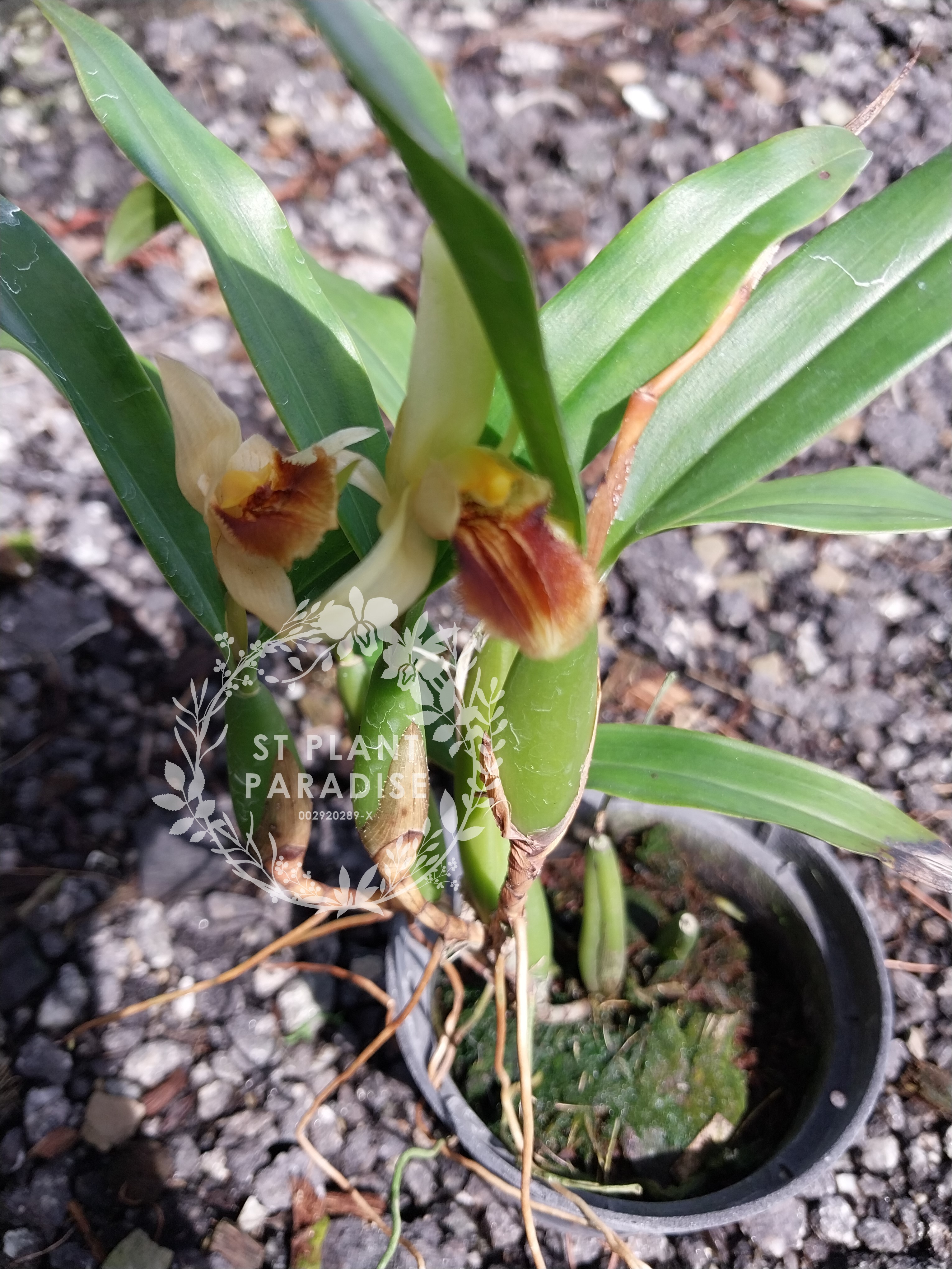 Coelogyne fimbriata