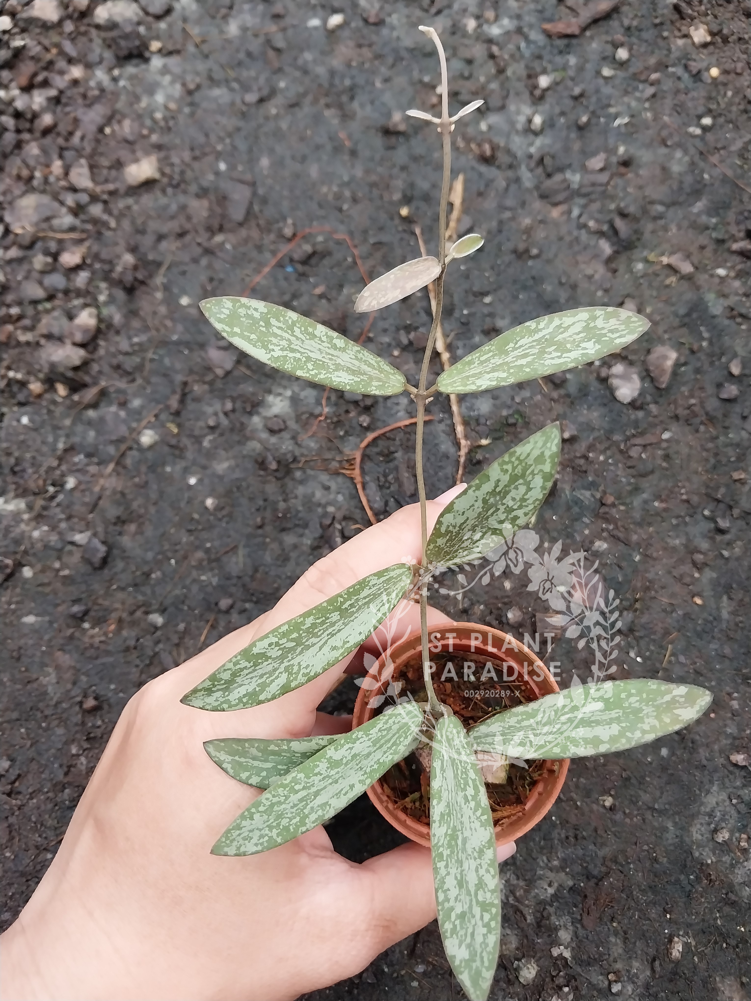 Hoya sigilatis