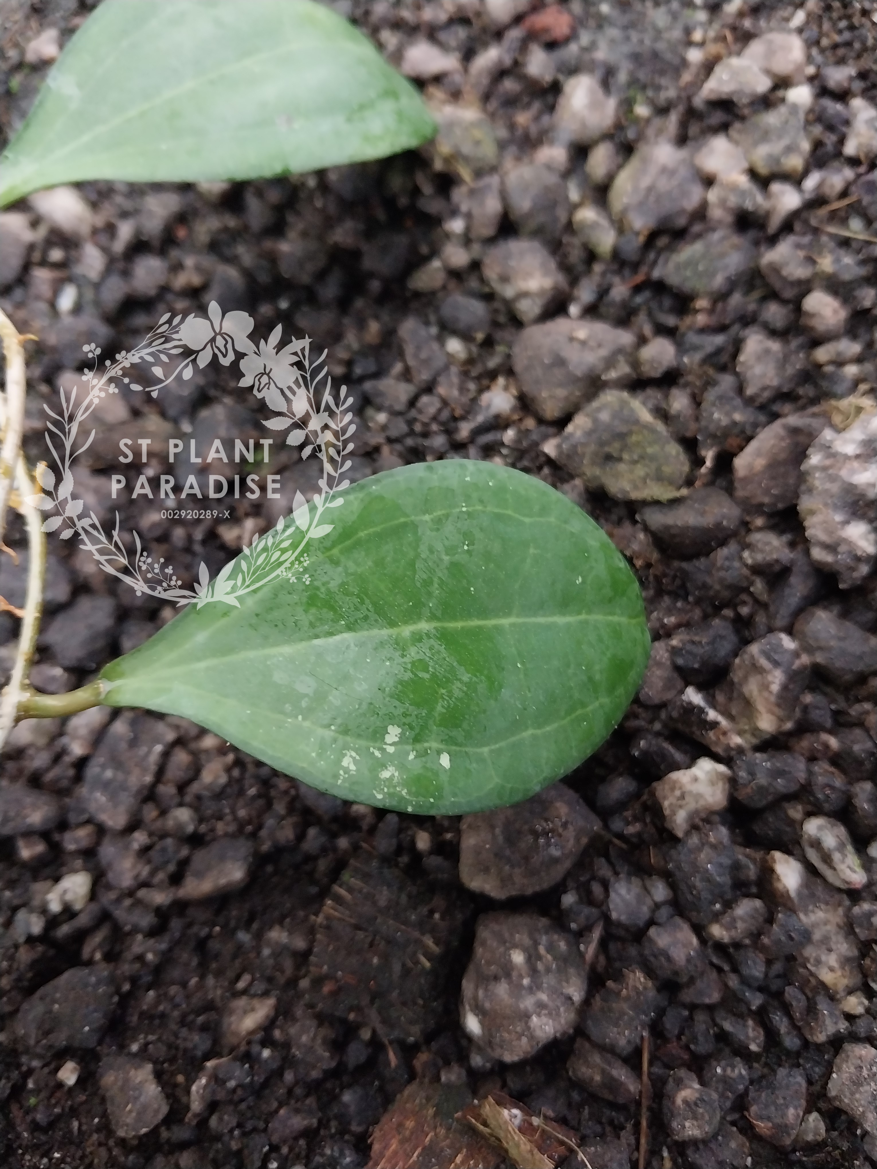 Hoya paulshirleyi