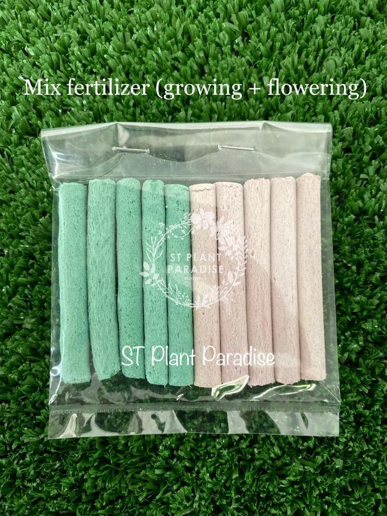 Suprise Hoya Gift Box 