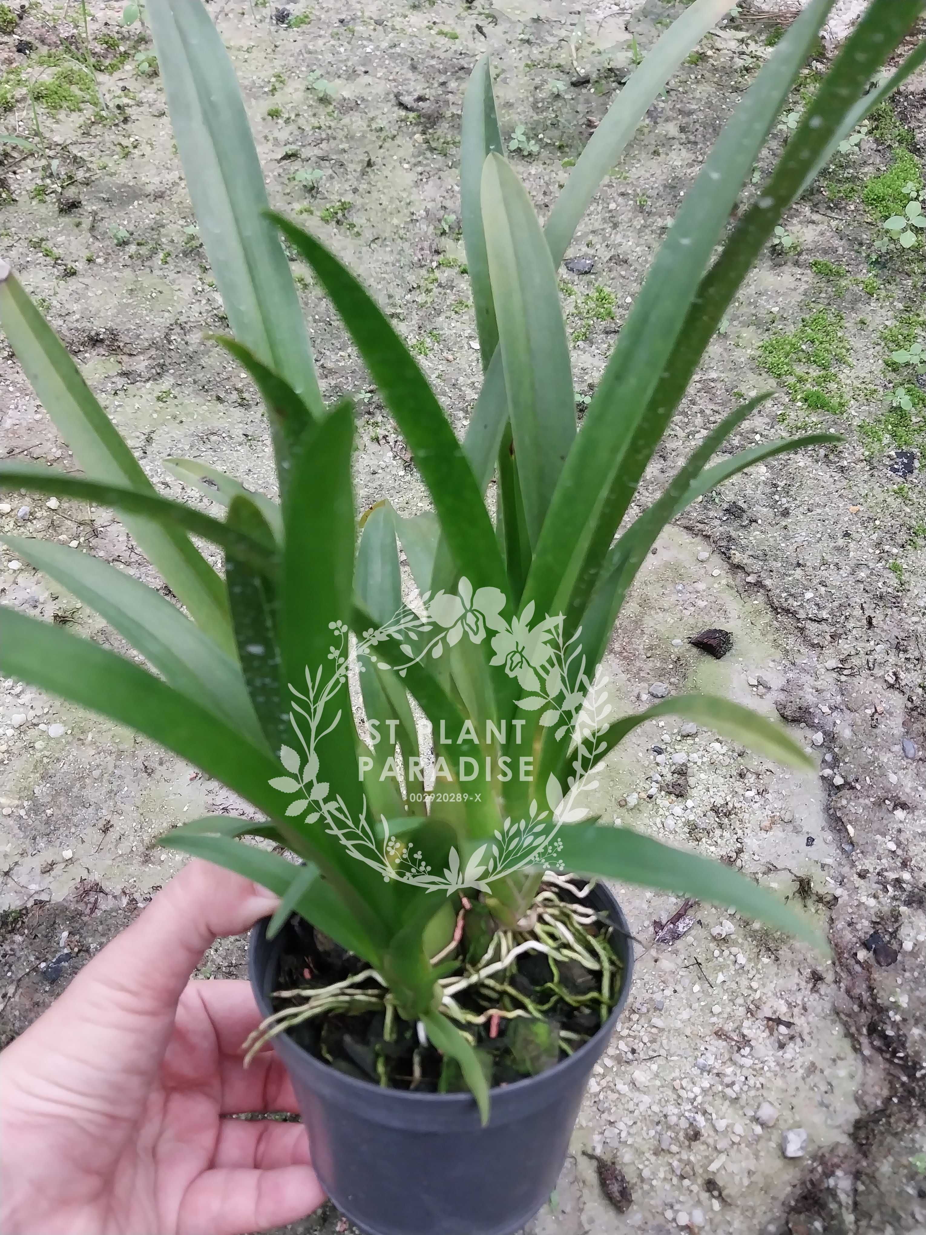 Aliceara alice (Miltassia/ oncidium orchid)