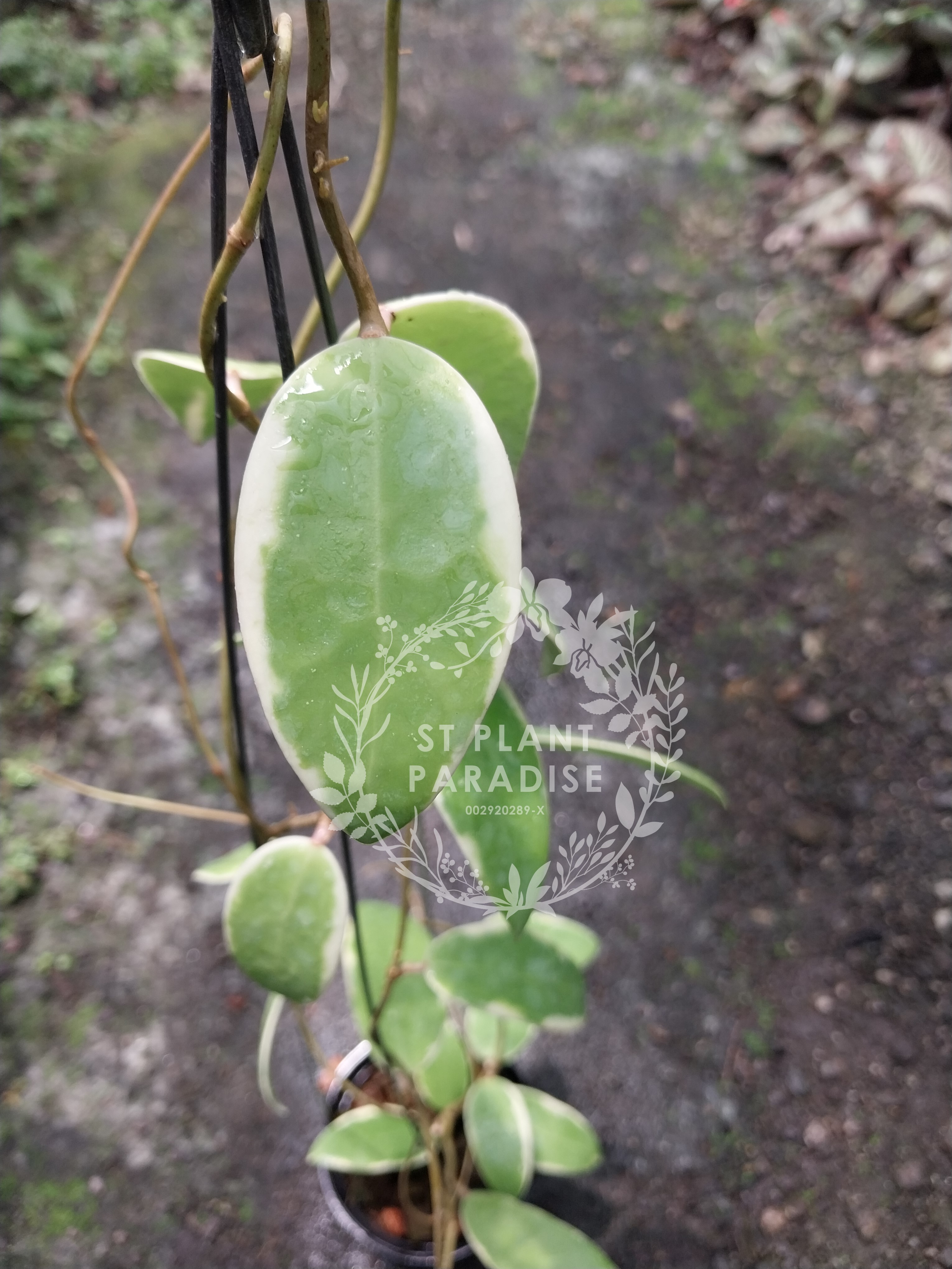 Hoya parasitica albo