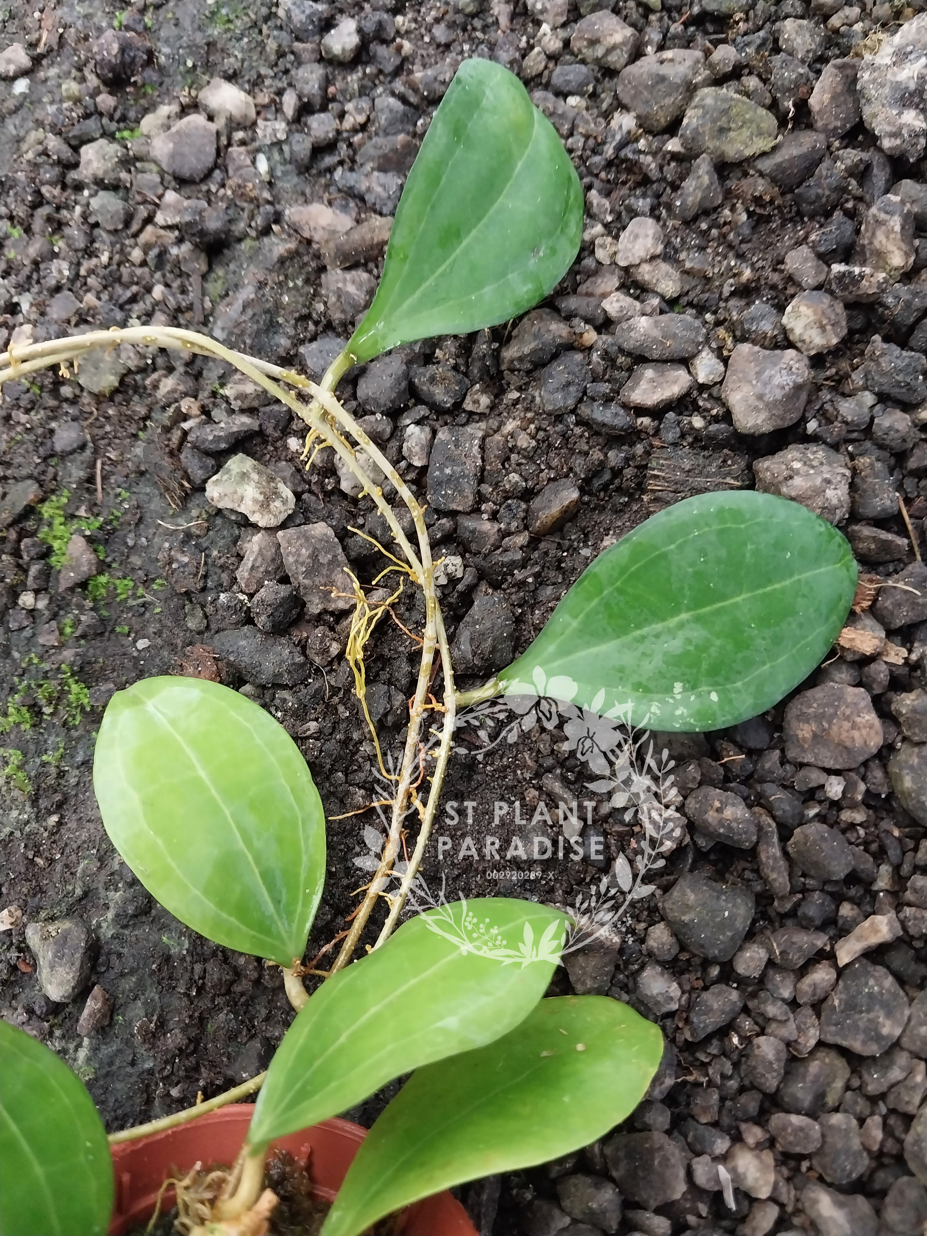 Hoya paulshirleyi