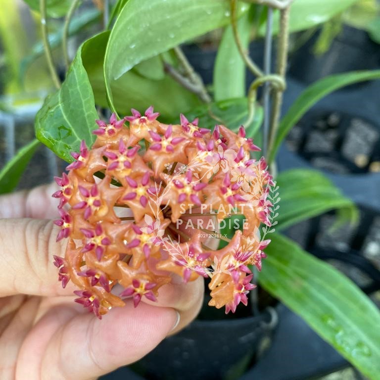 Hoya blashernaezii ssp valmayoriana