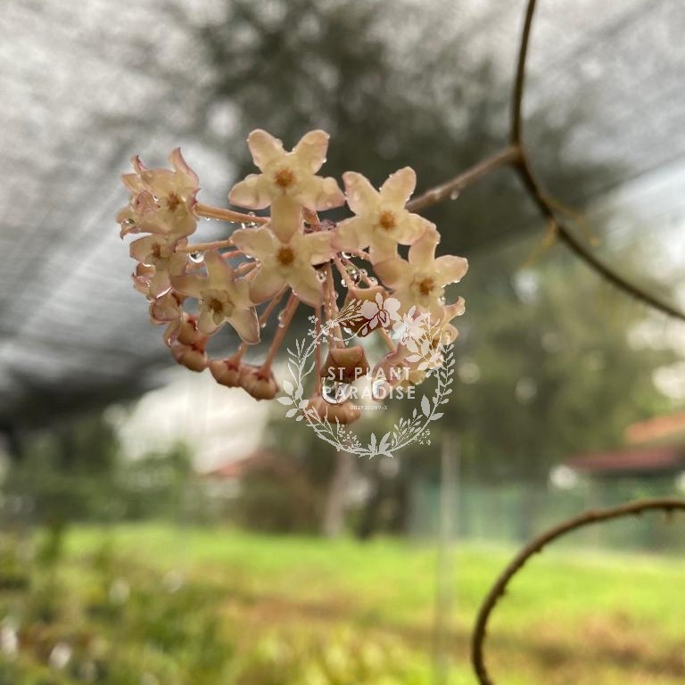 Hoya latifolia var macrophylla albo