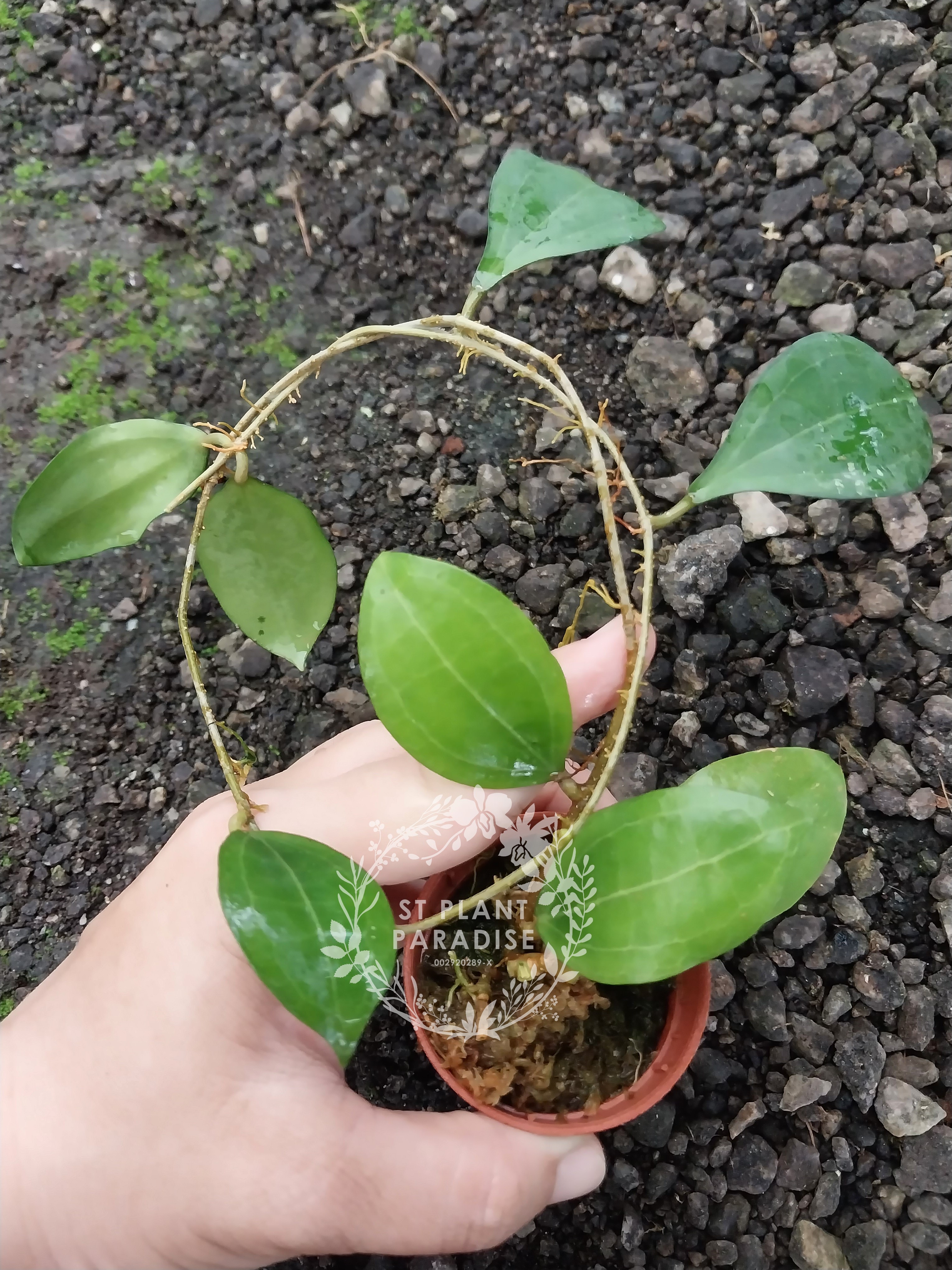 Hoya paulshirleyi