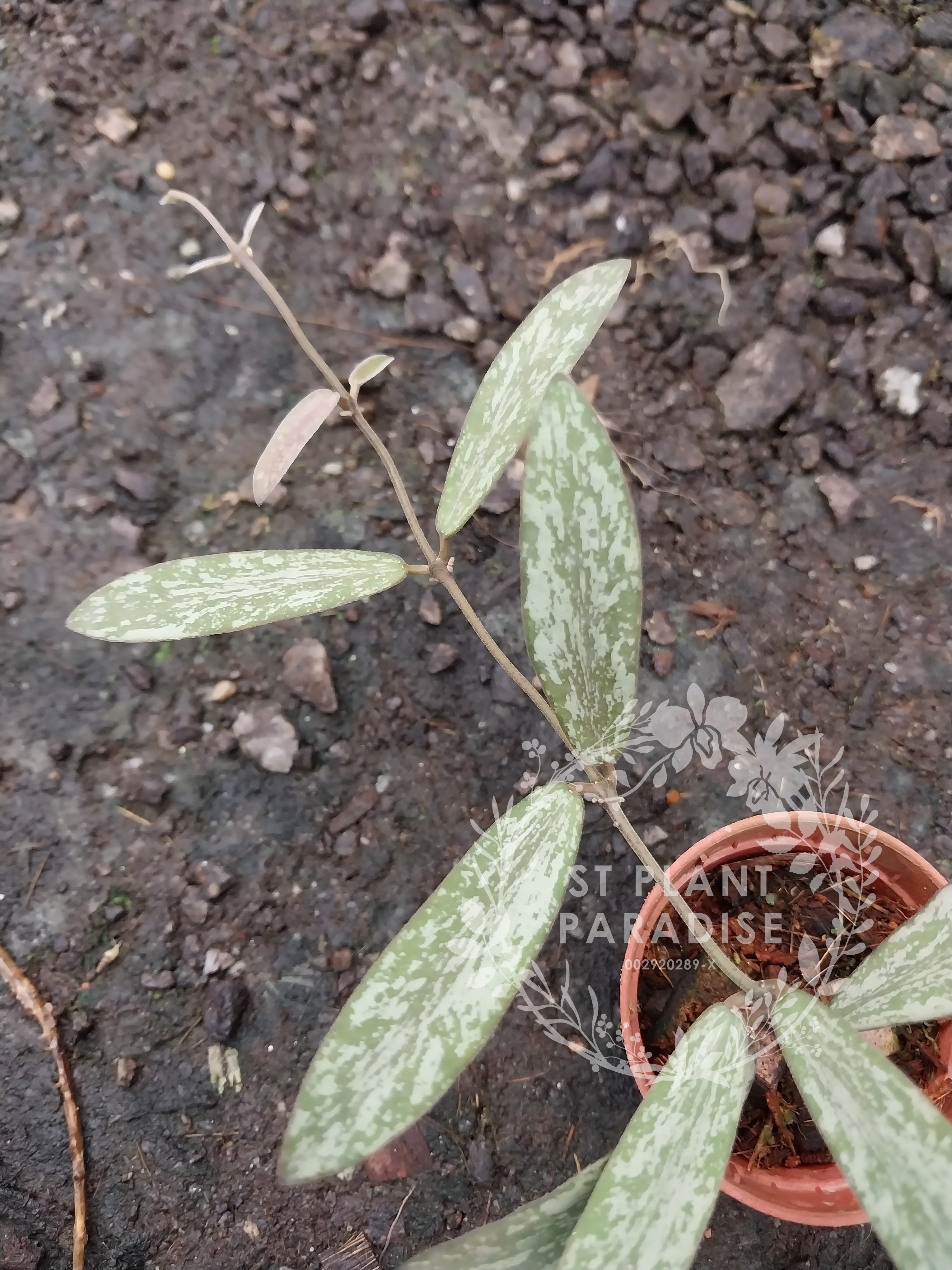 Hoya sigilatis