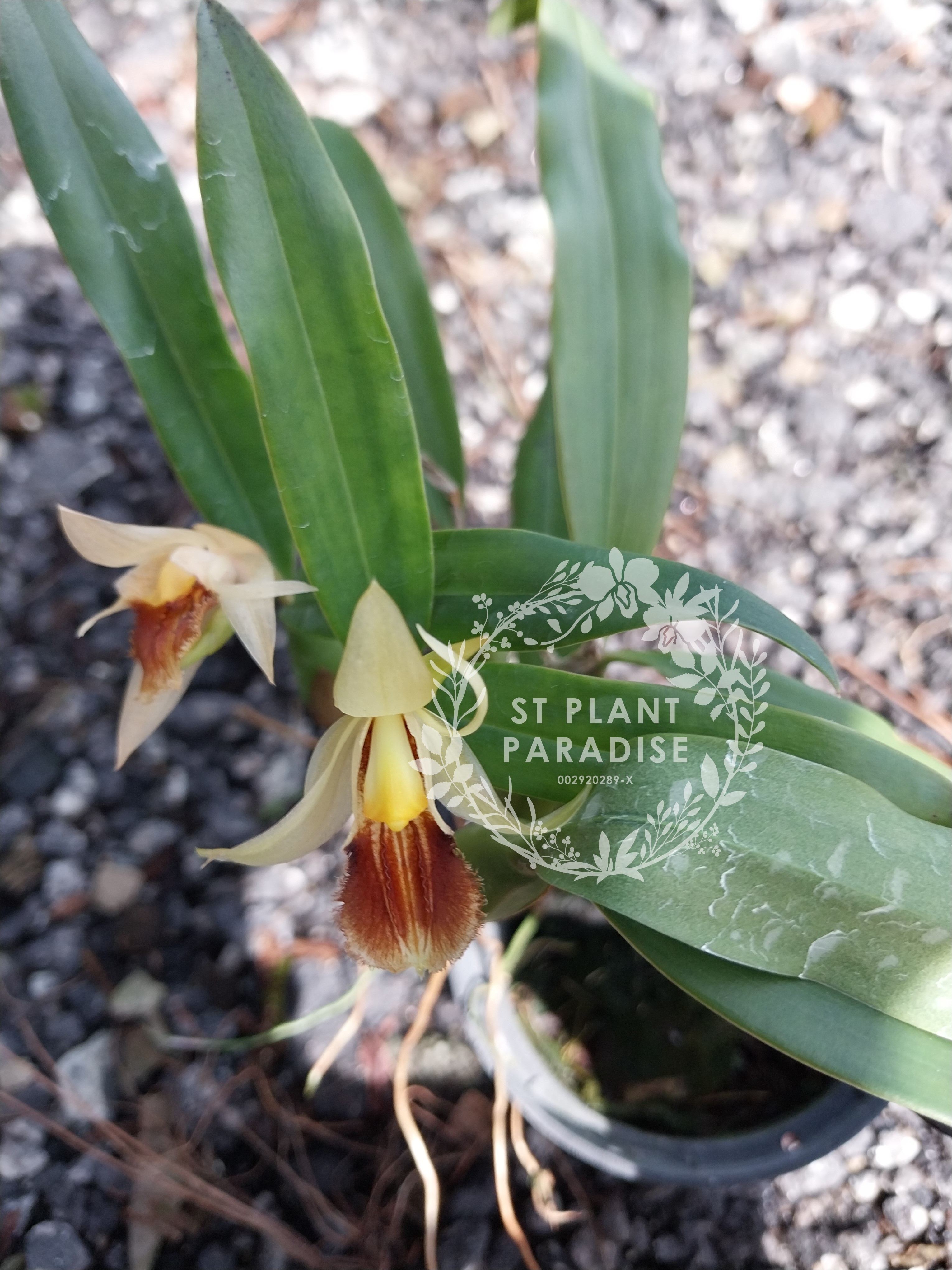 Coelogyne fimbriata