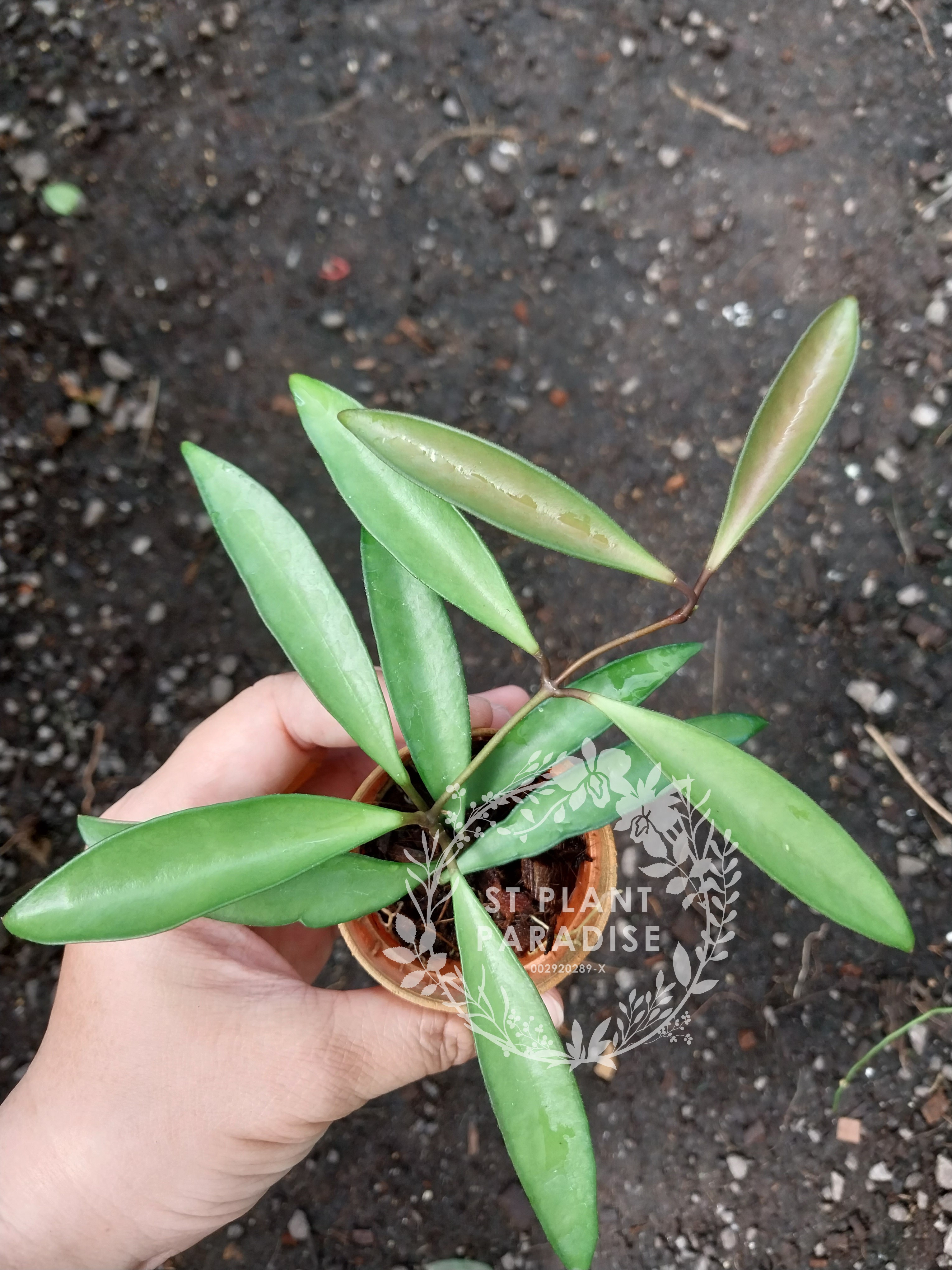 Hoya wayetii
