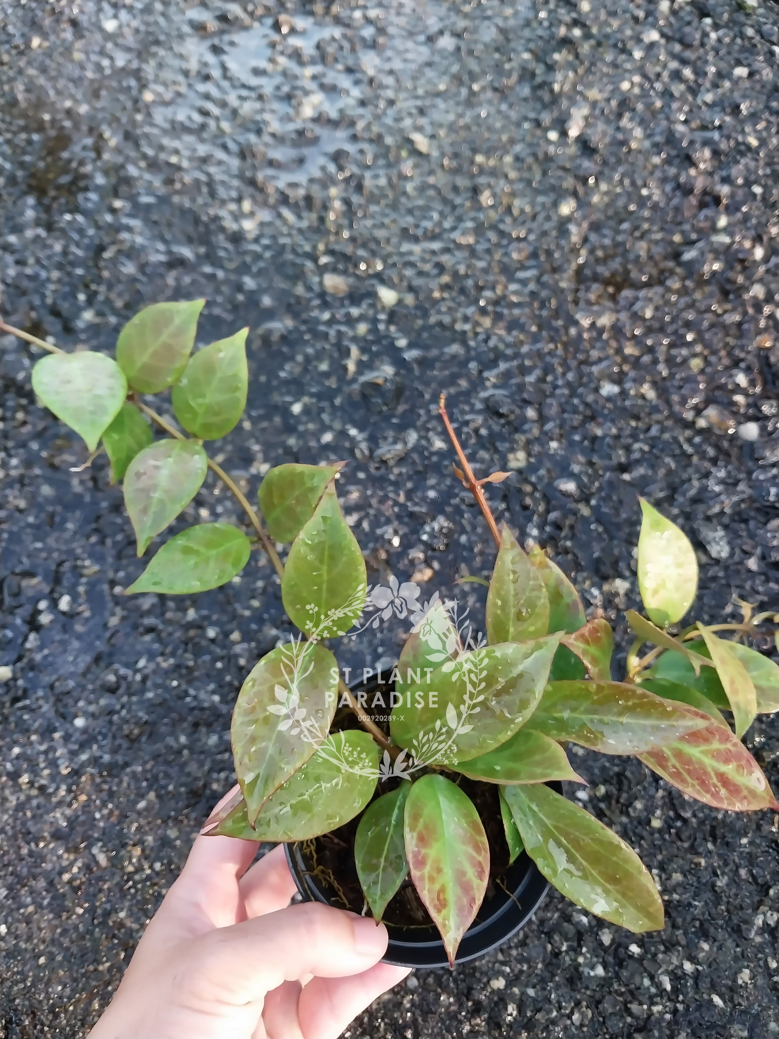 Hoya 'Sunrise' (aka CV Sunrise)