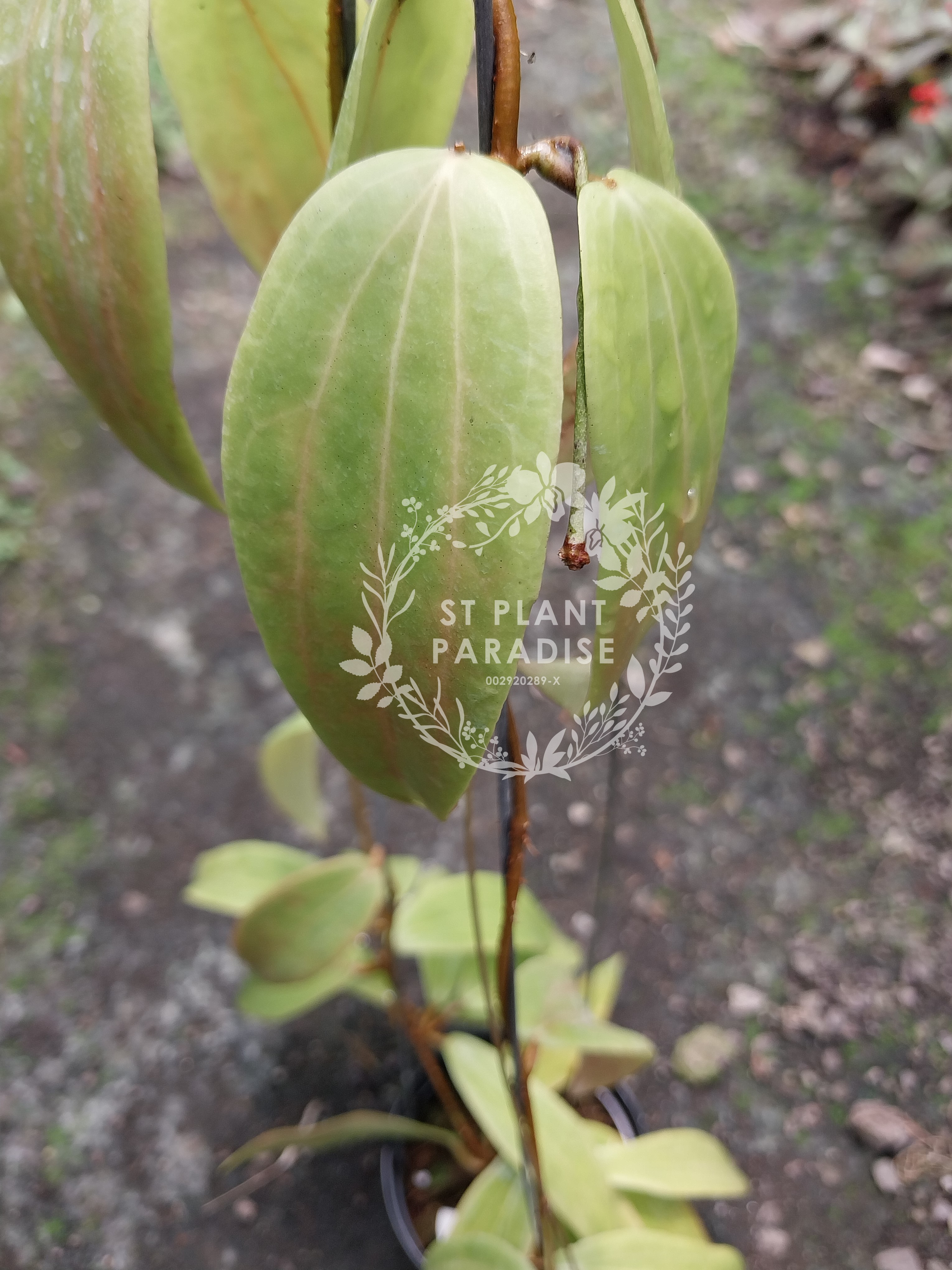 Hoya blashernaezii ssp siariae Red