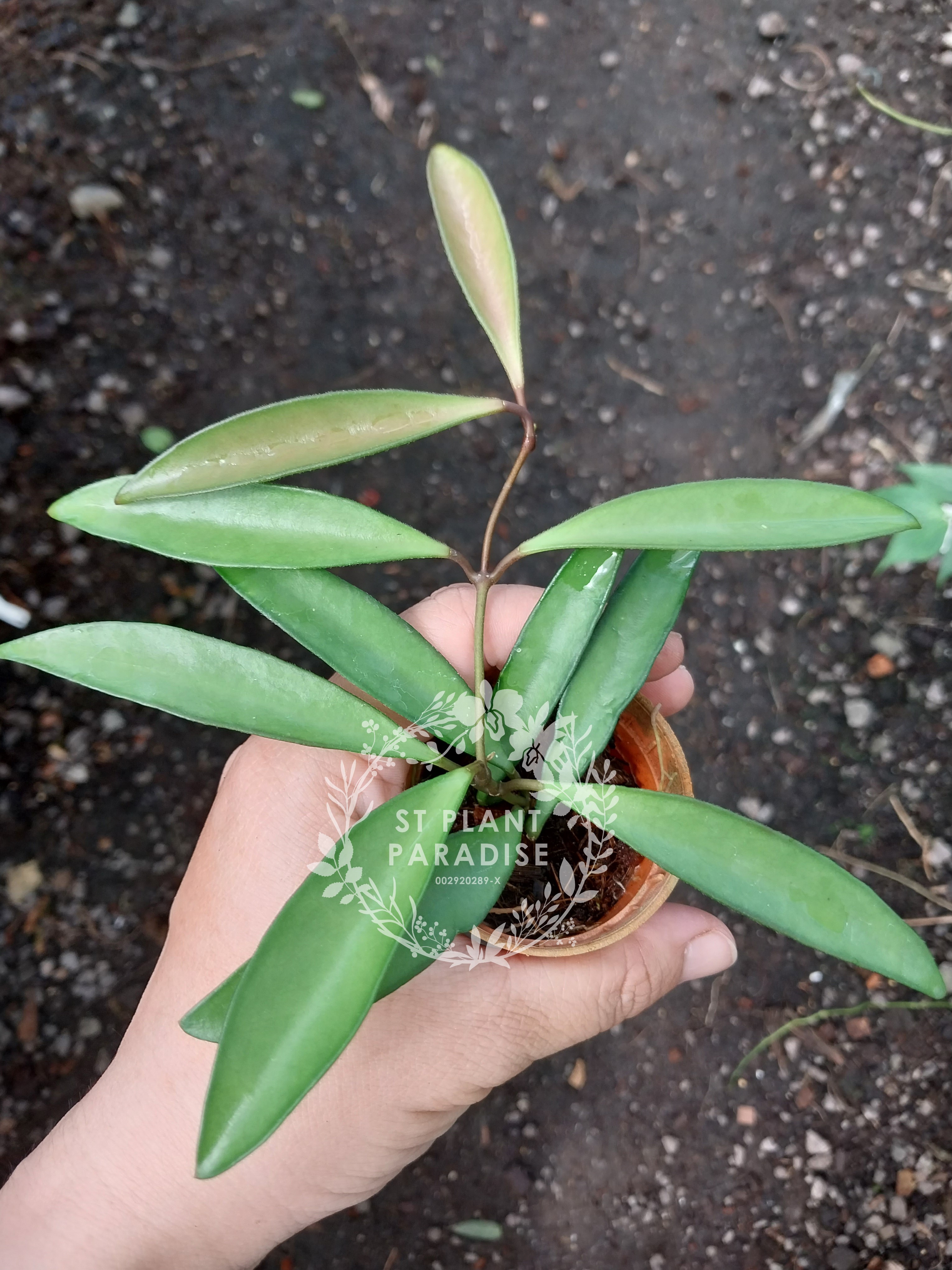Hoya wayetii