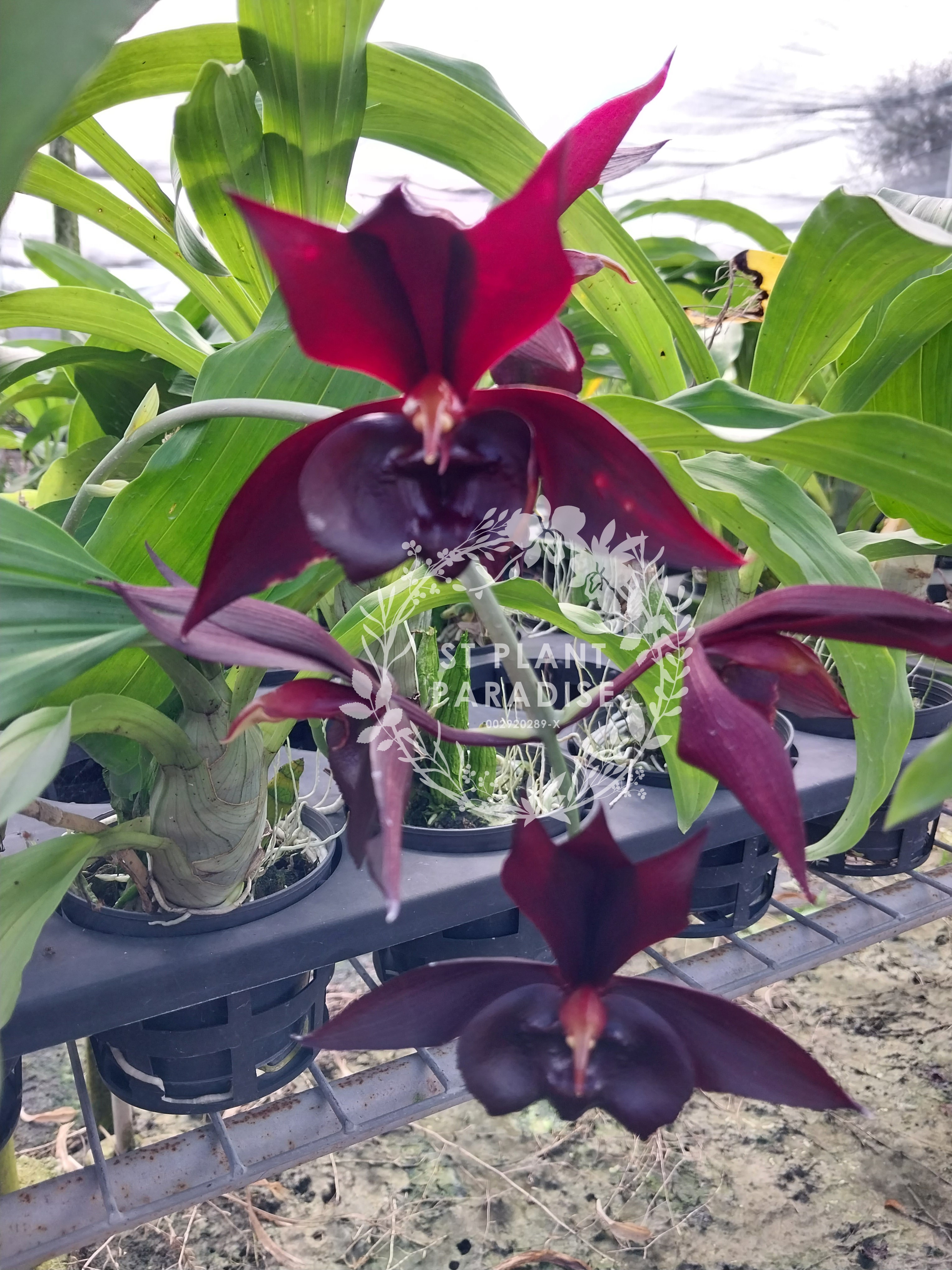 Catasetum Memorial Lum Hon