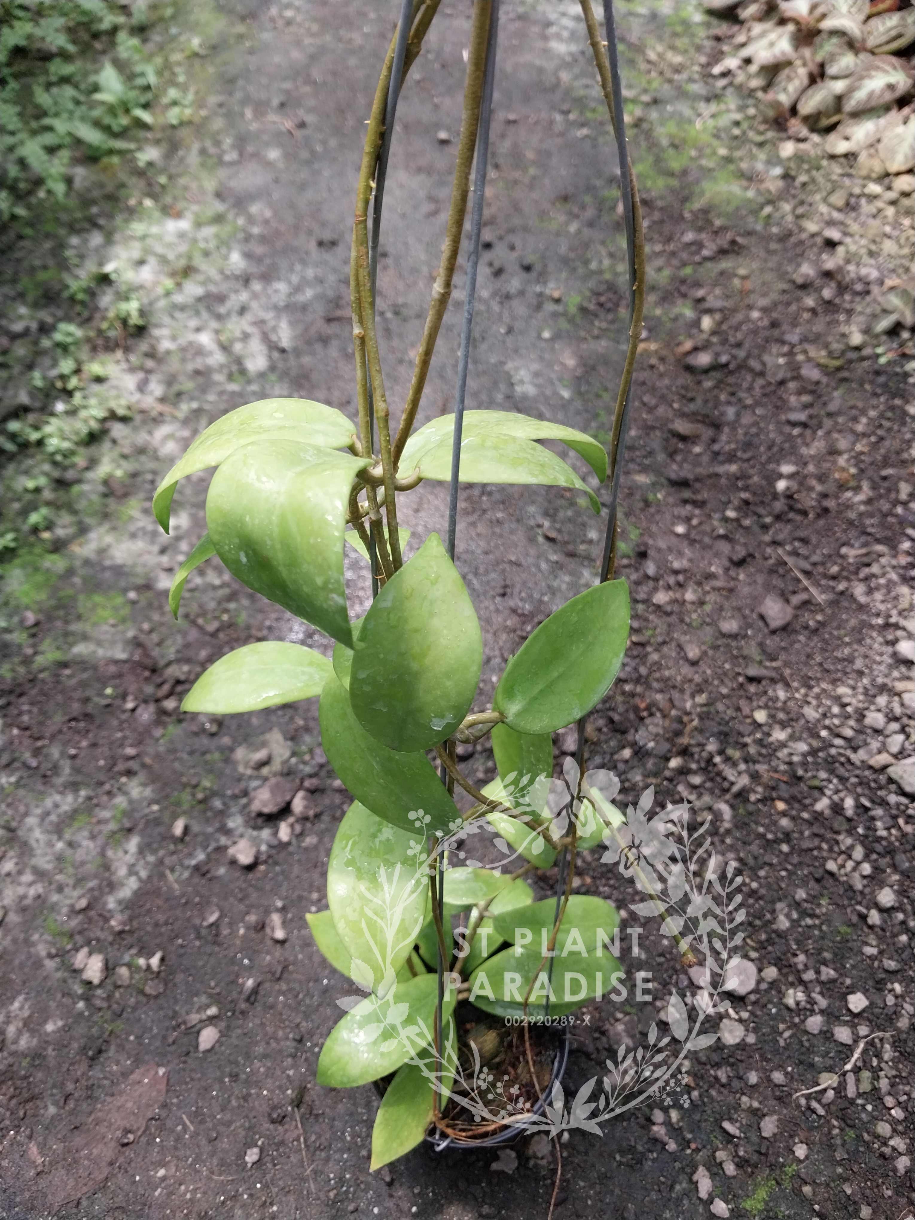 Hoya mindorensis Red