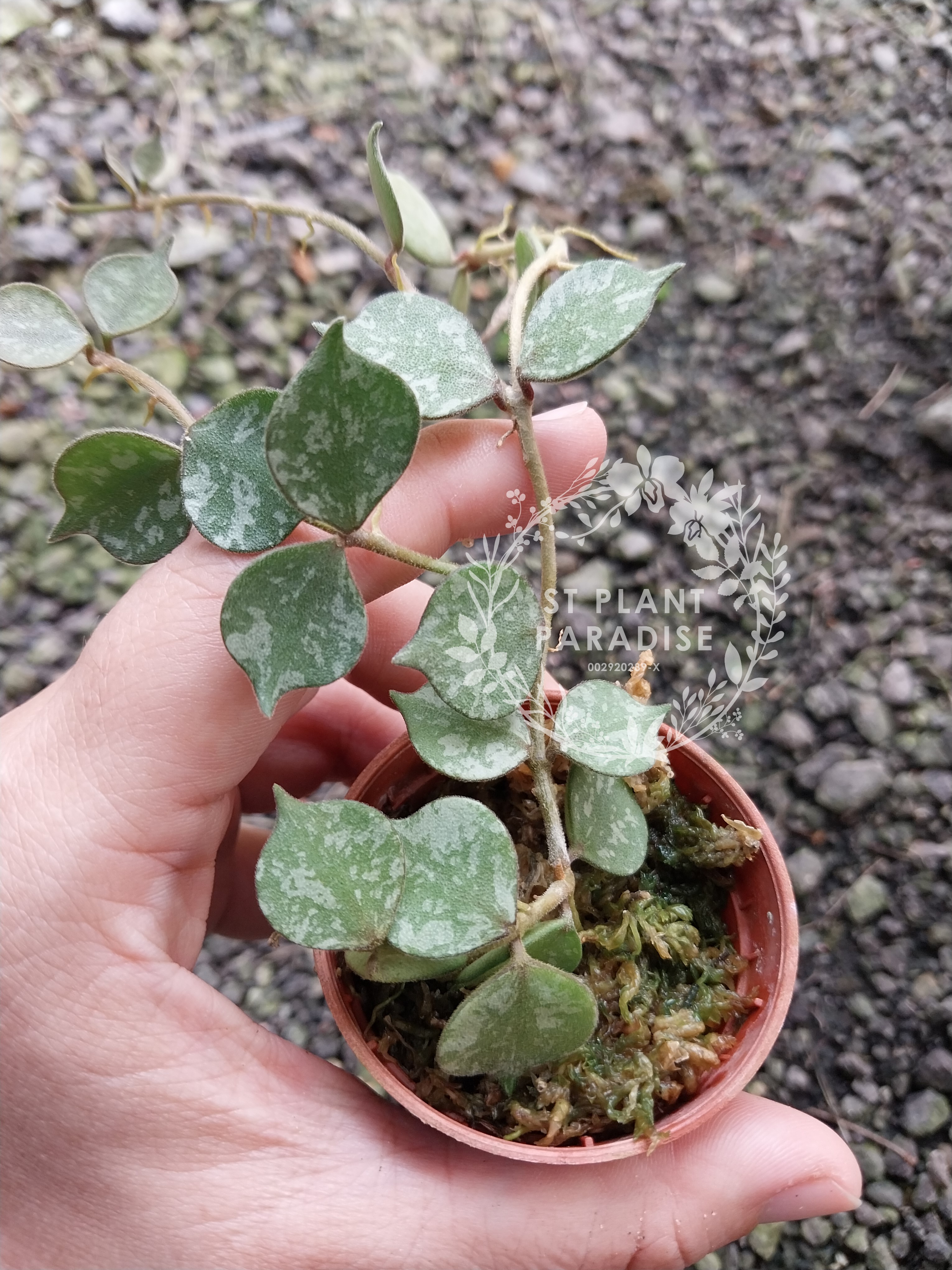 Hoya curtisii
