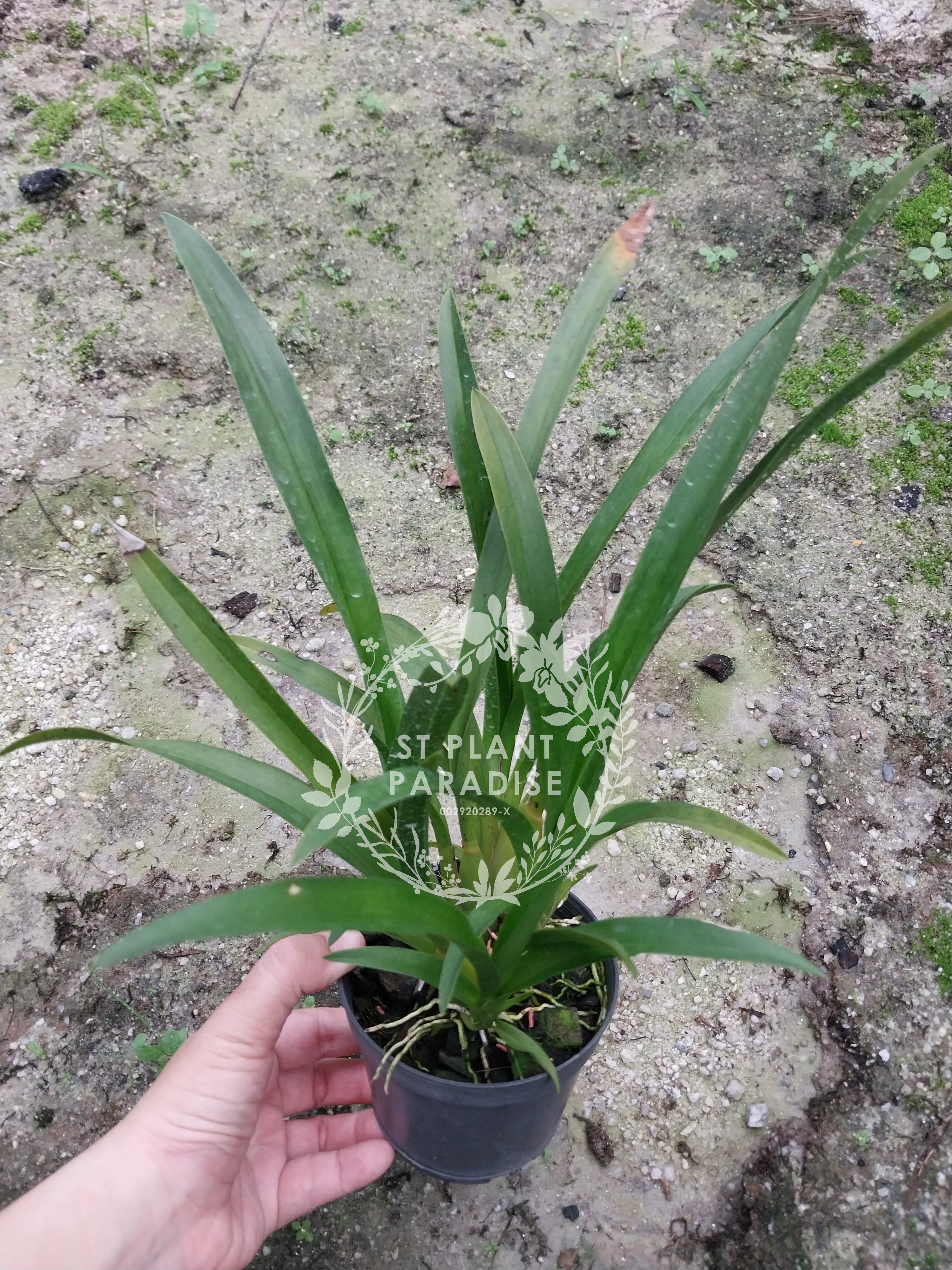 Aliceara alice (Miltassia/ oncidium orchid)