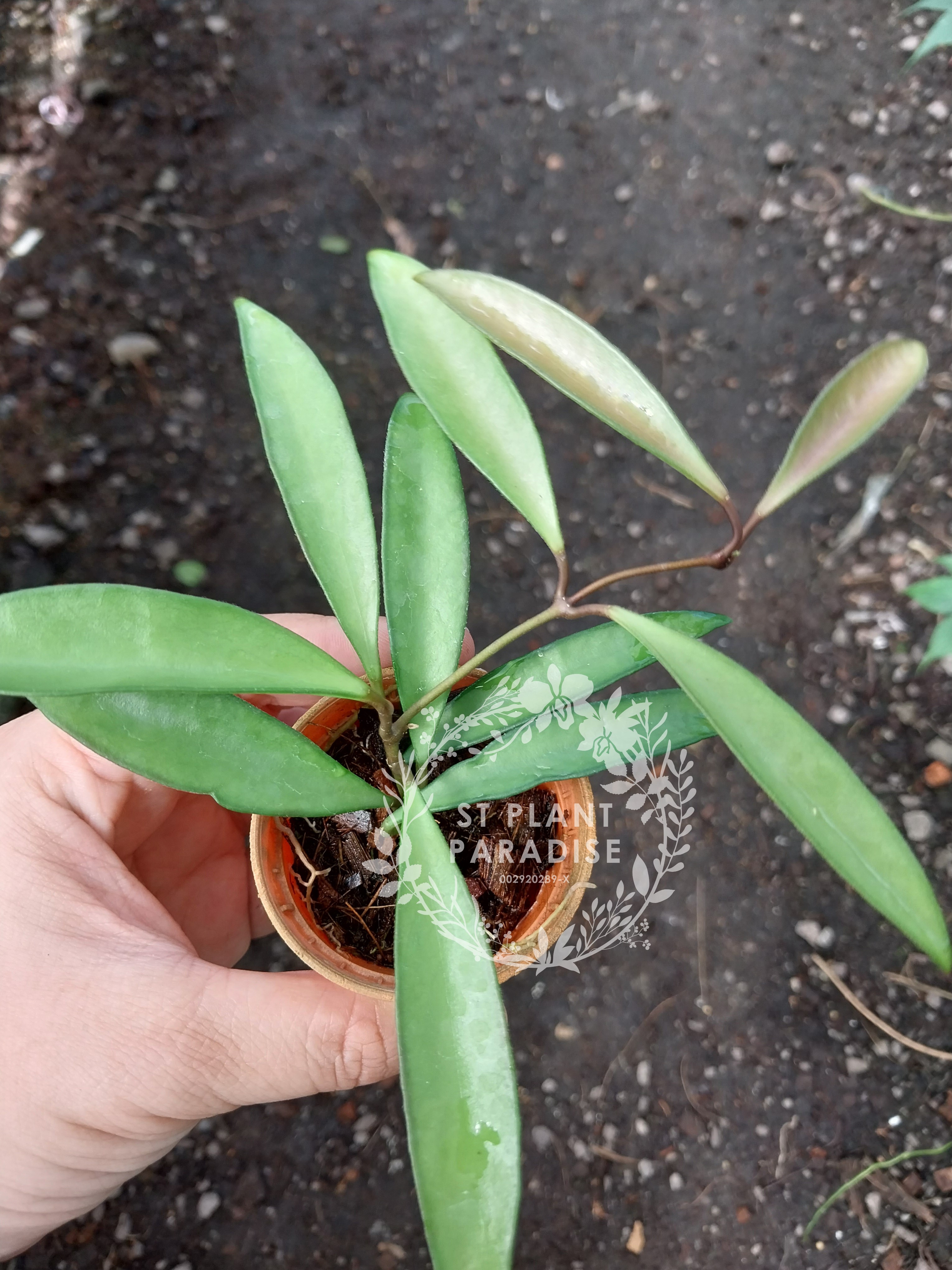 Hoya wayetii