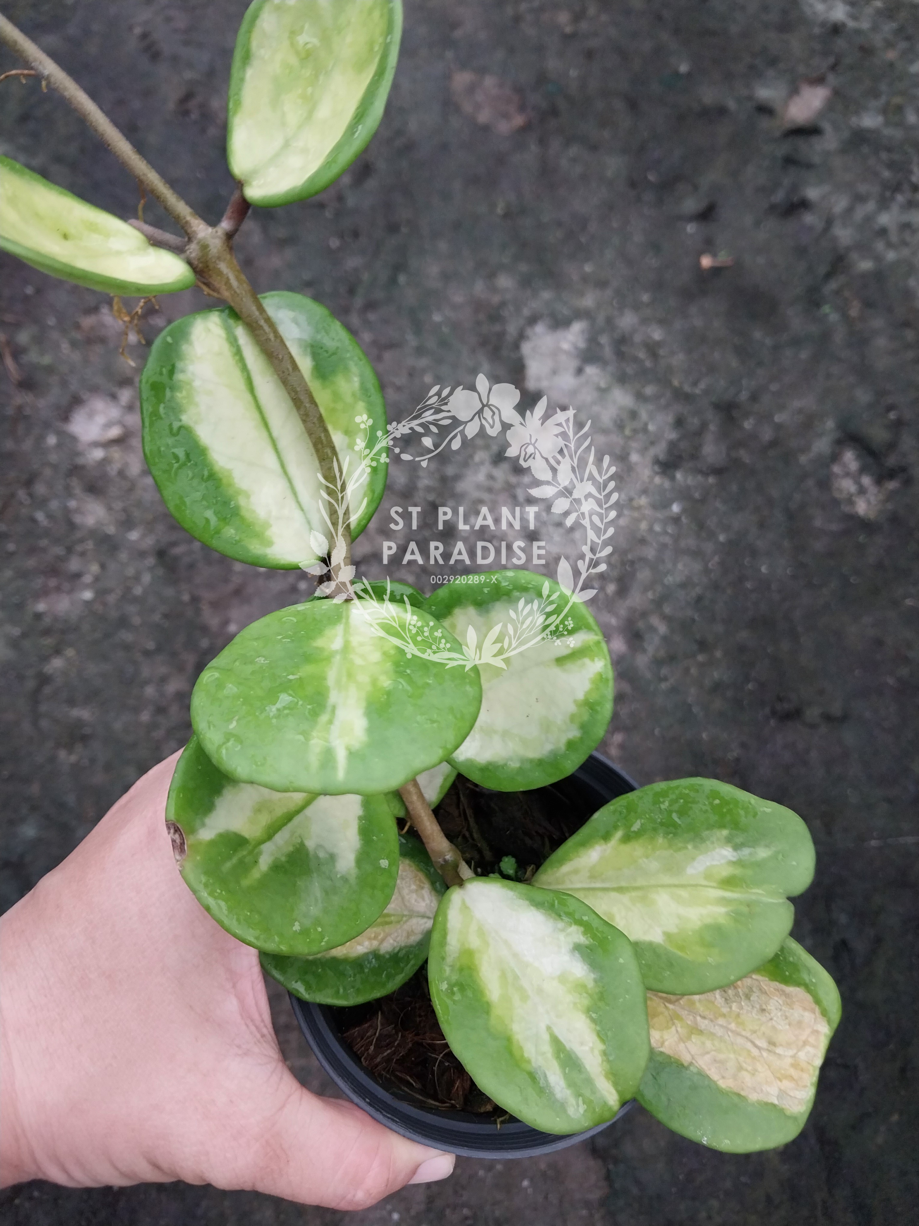 Hoya obovata variegated