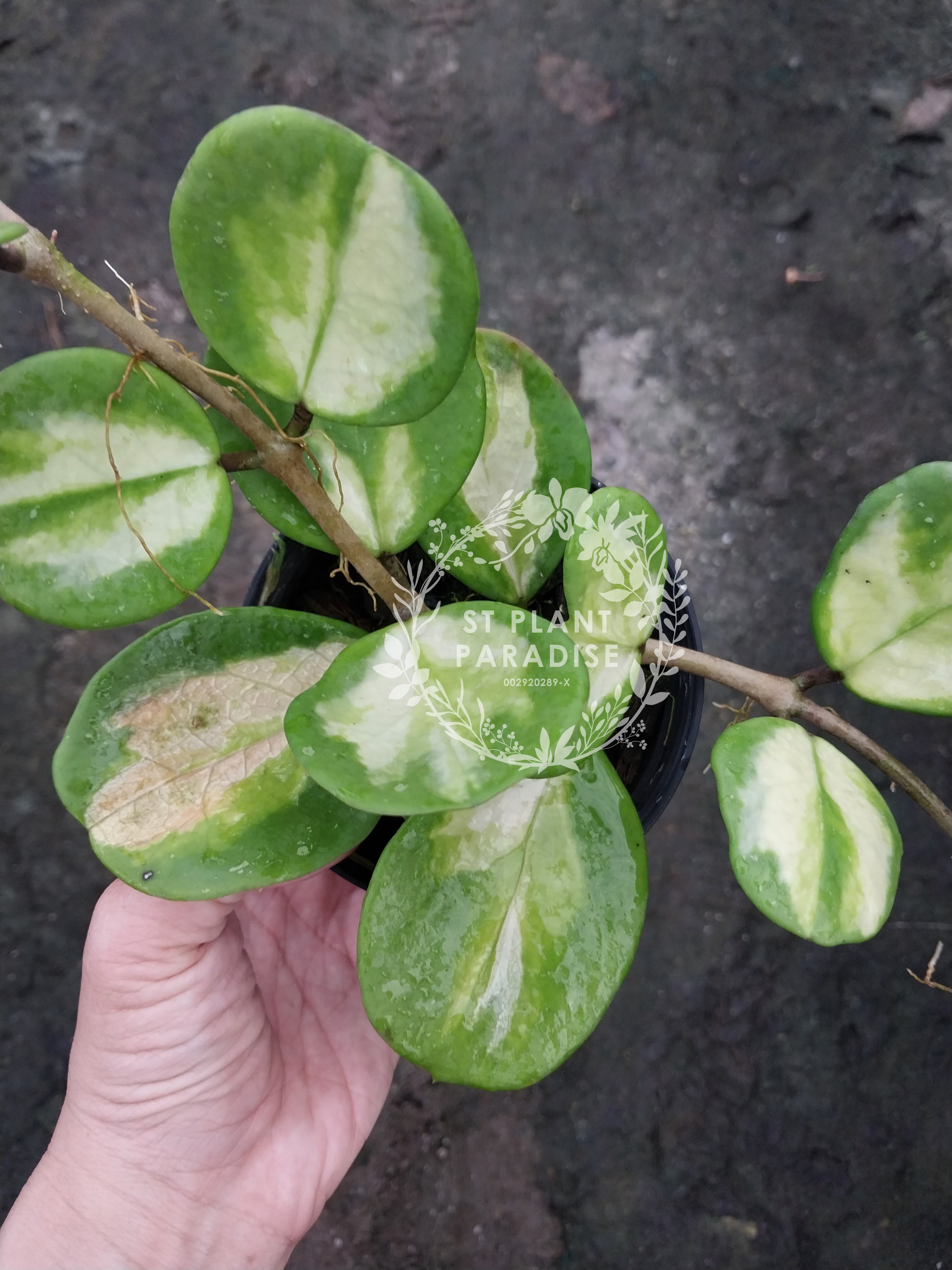 Hoya obovata variegated