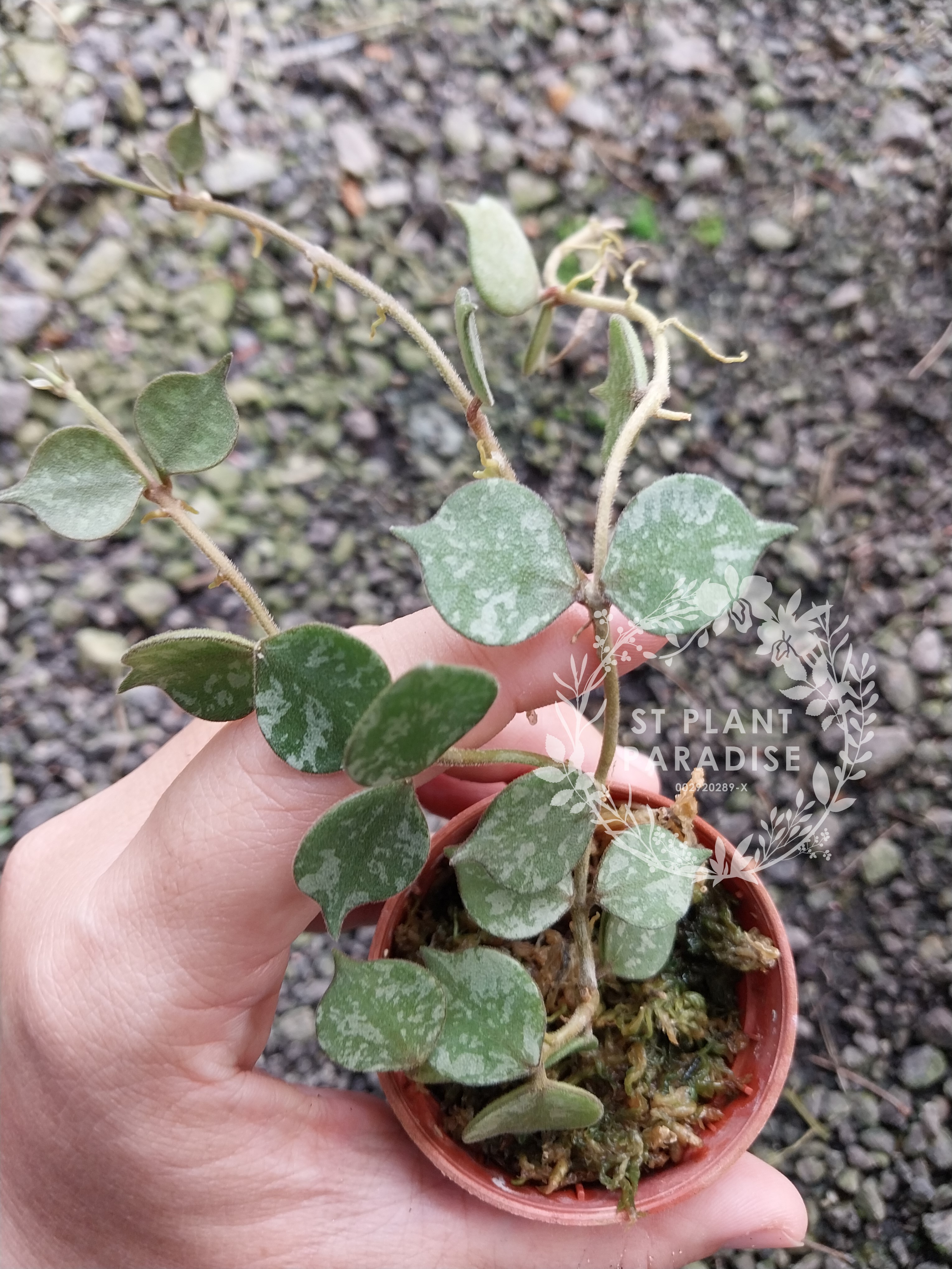 Hoya curtisii