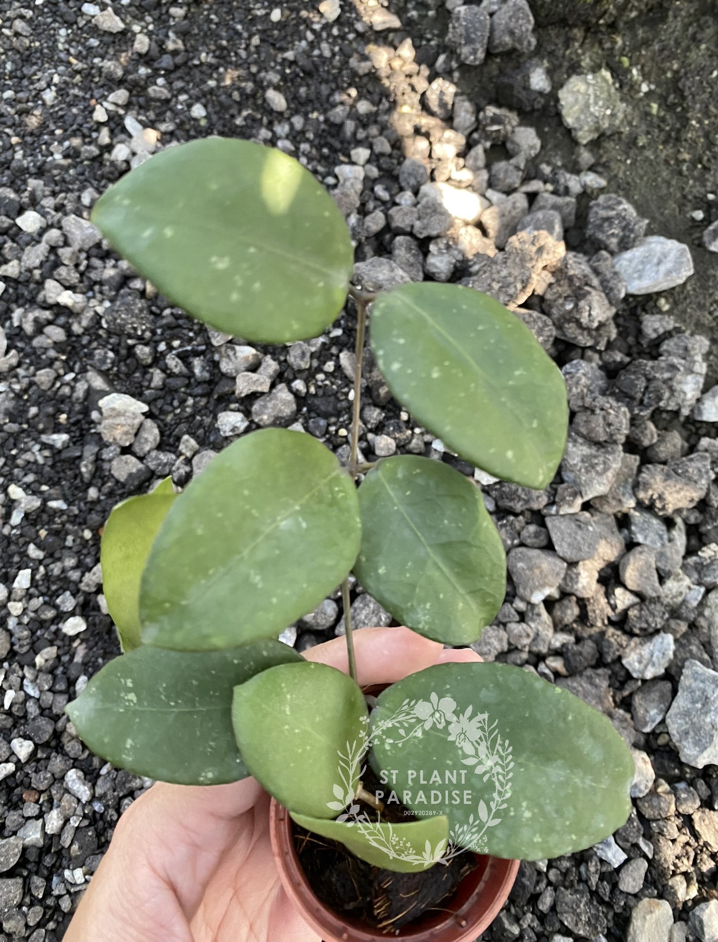 Hoya ovalifolia 