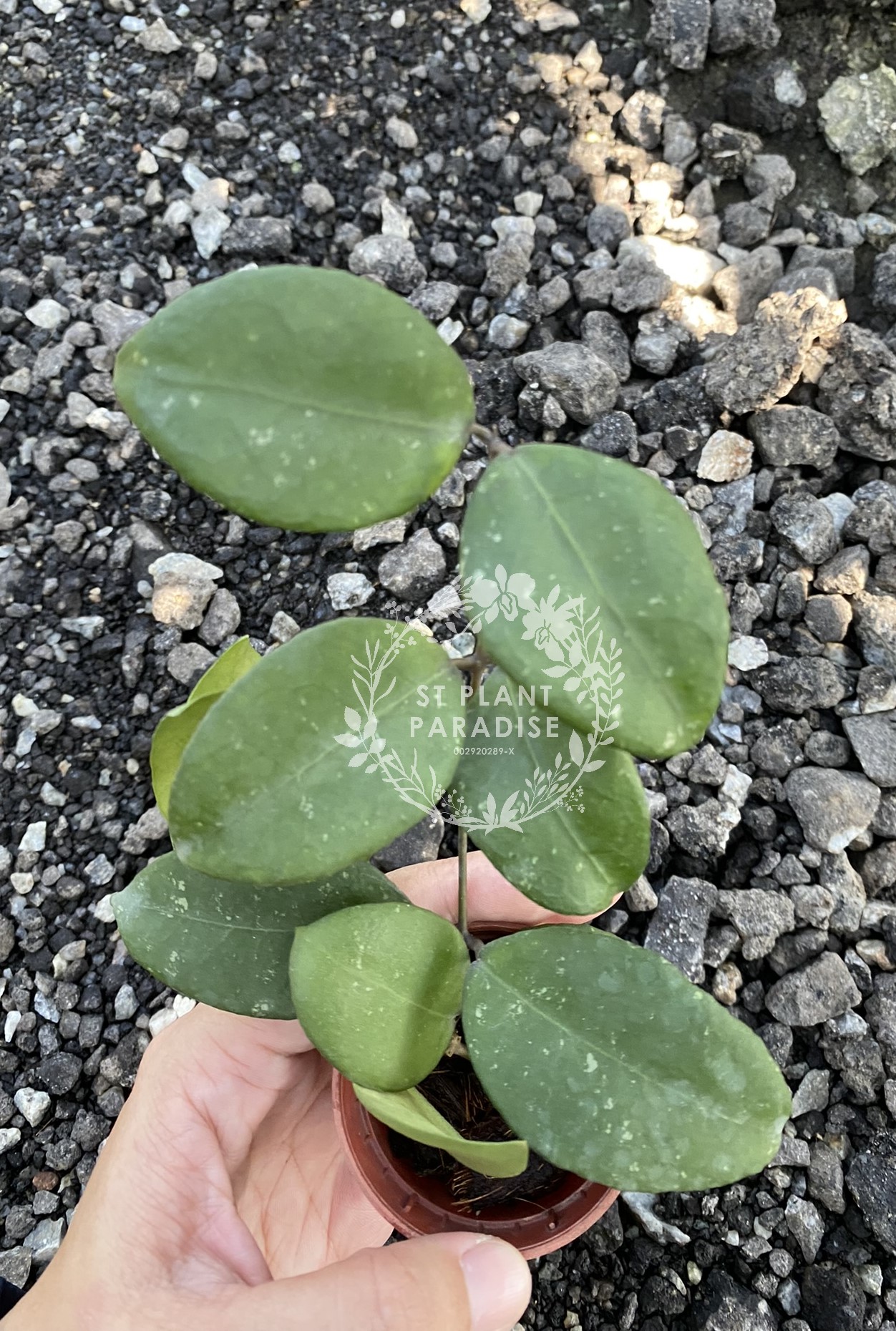 Hoya ovalifolia 
