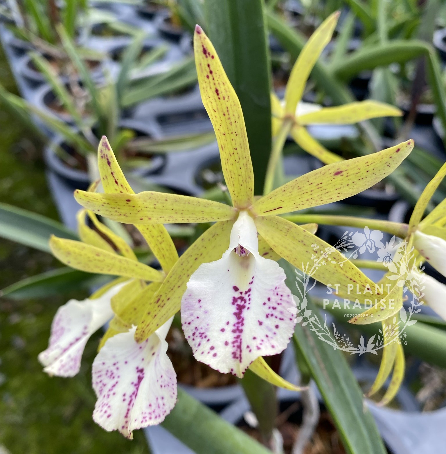 Orchid- Brassocattleya (Bc. ) Green Bird