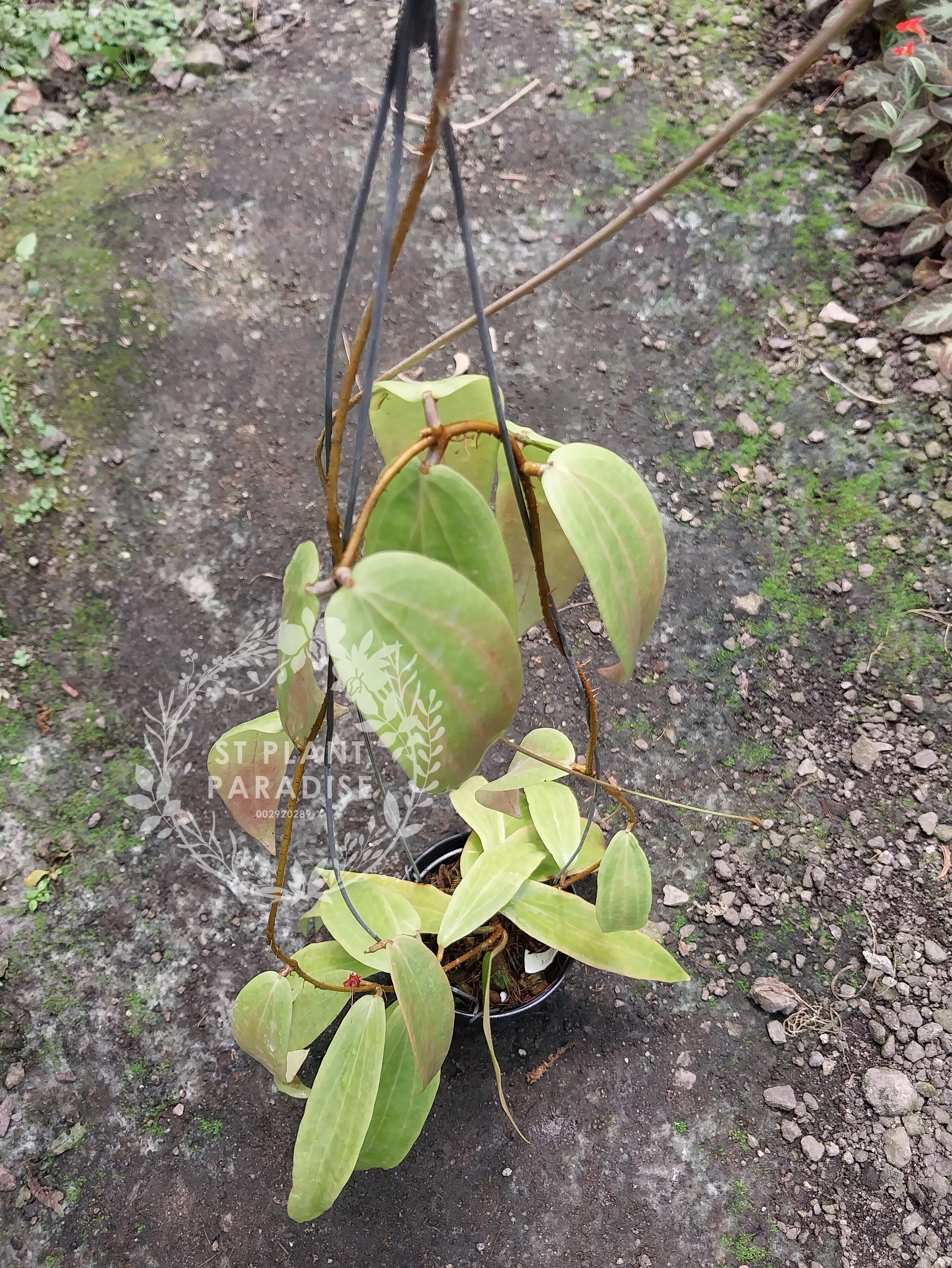 Hoya blashernaezii ssp siariae Red