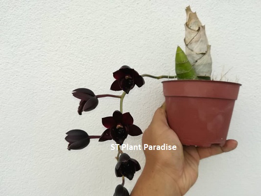 Catasetum Fdk After Dark