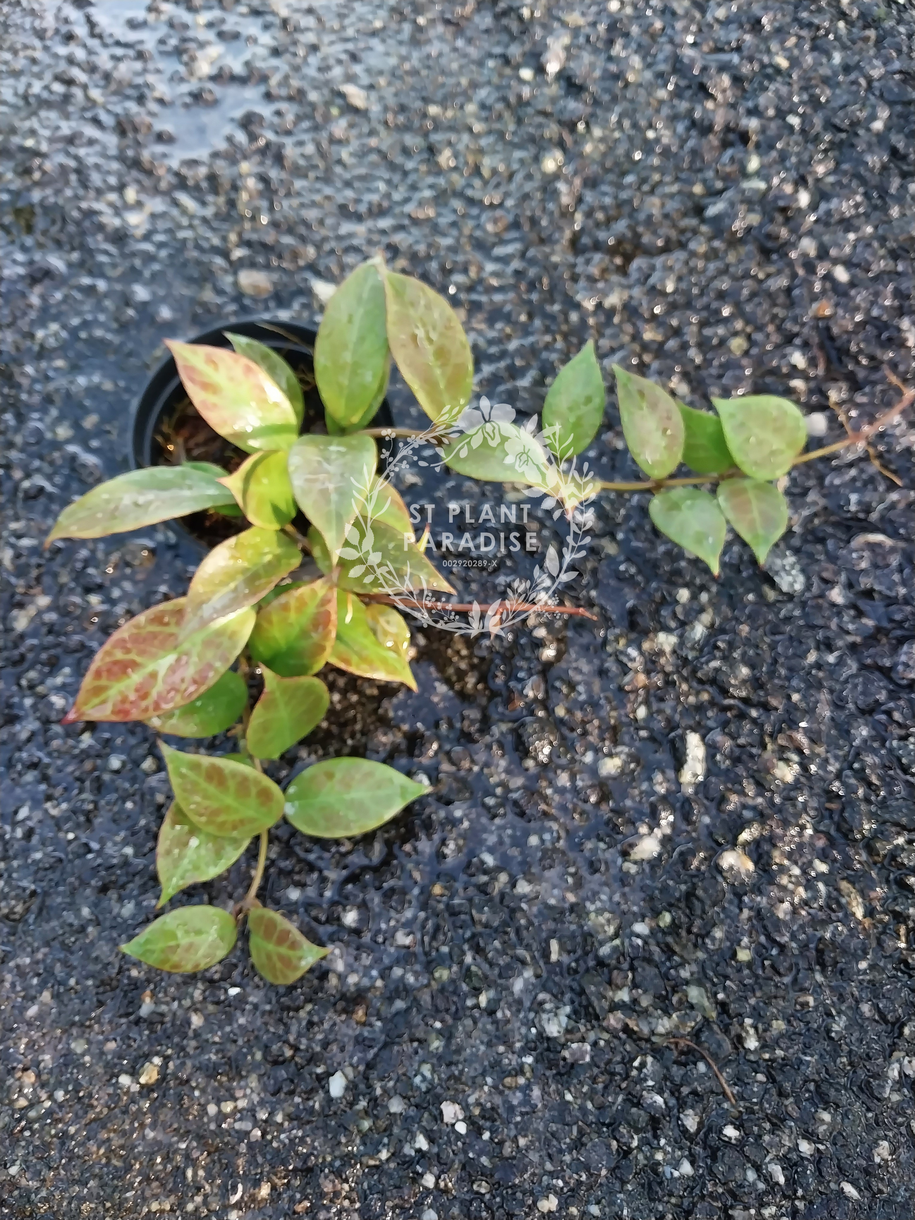 Hoya 'Sunrise' (aka CV Sunrise)