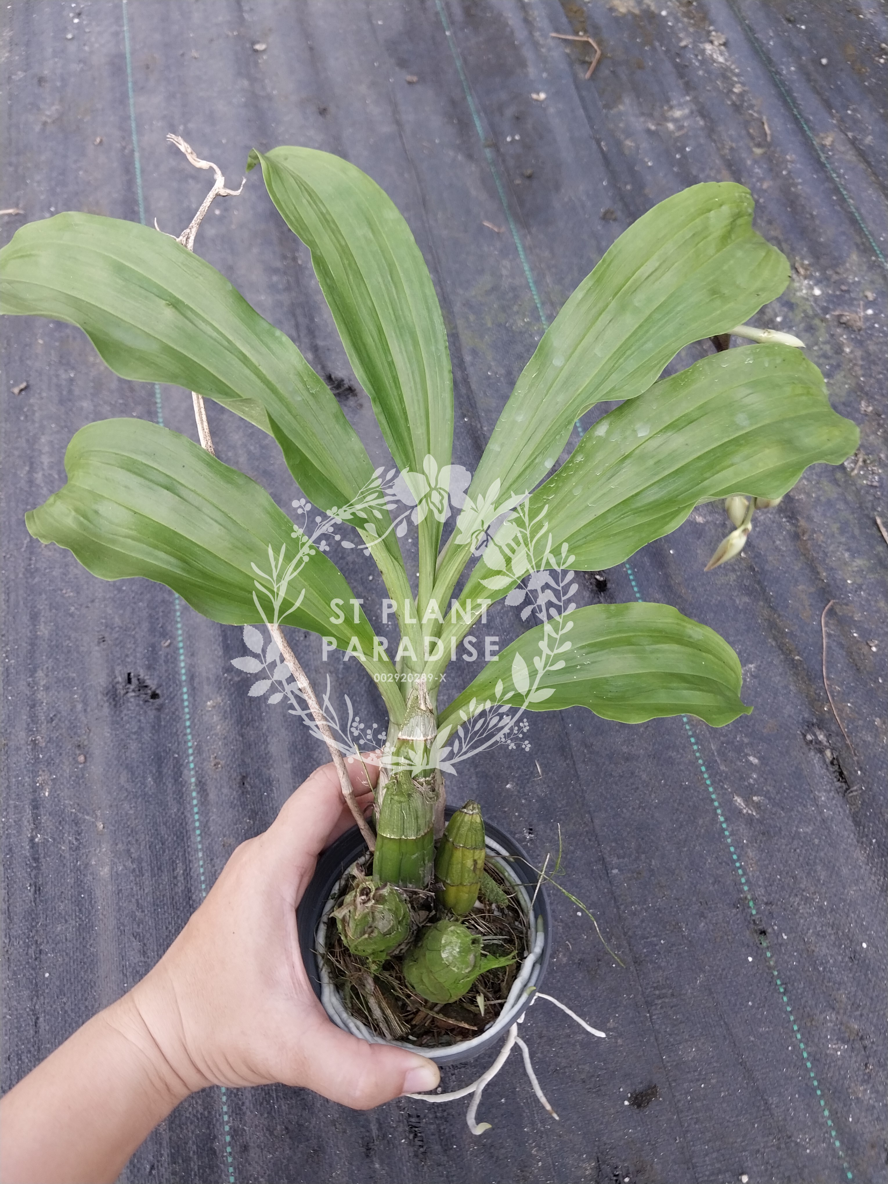 Catasetum Memorial Lum Hon