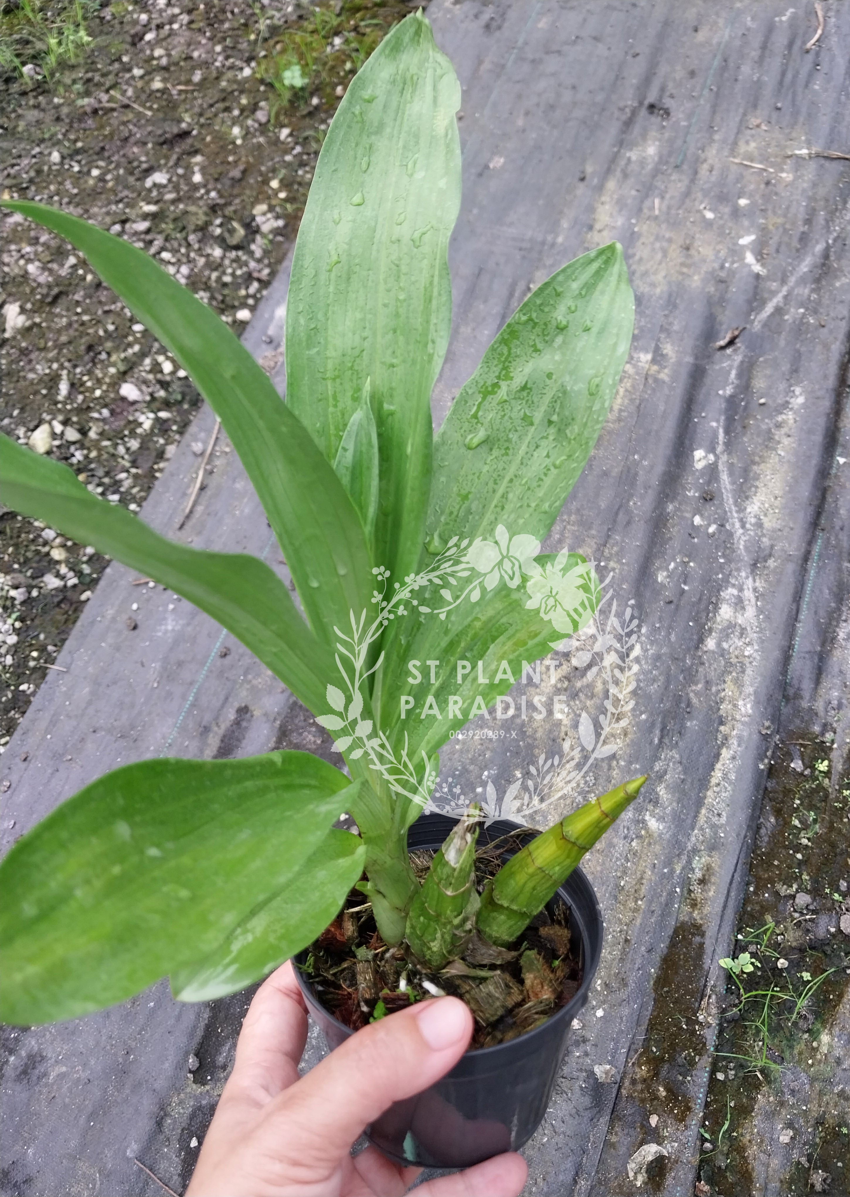 Catasetum Fdk After Dark