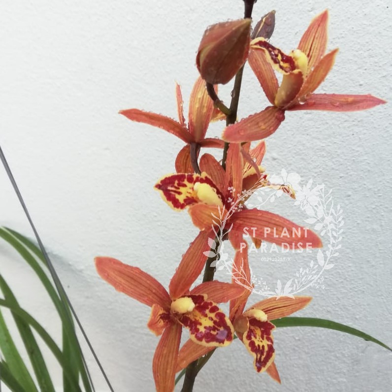 Cymbidium Red Orange 