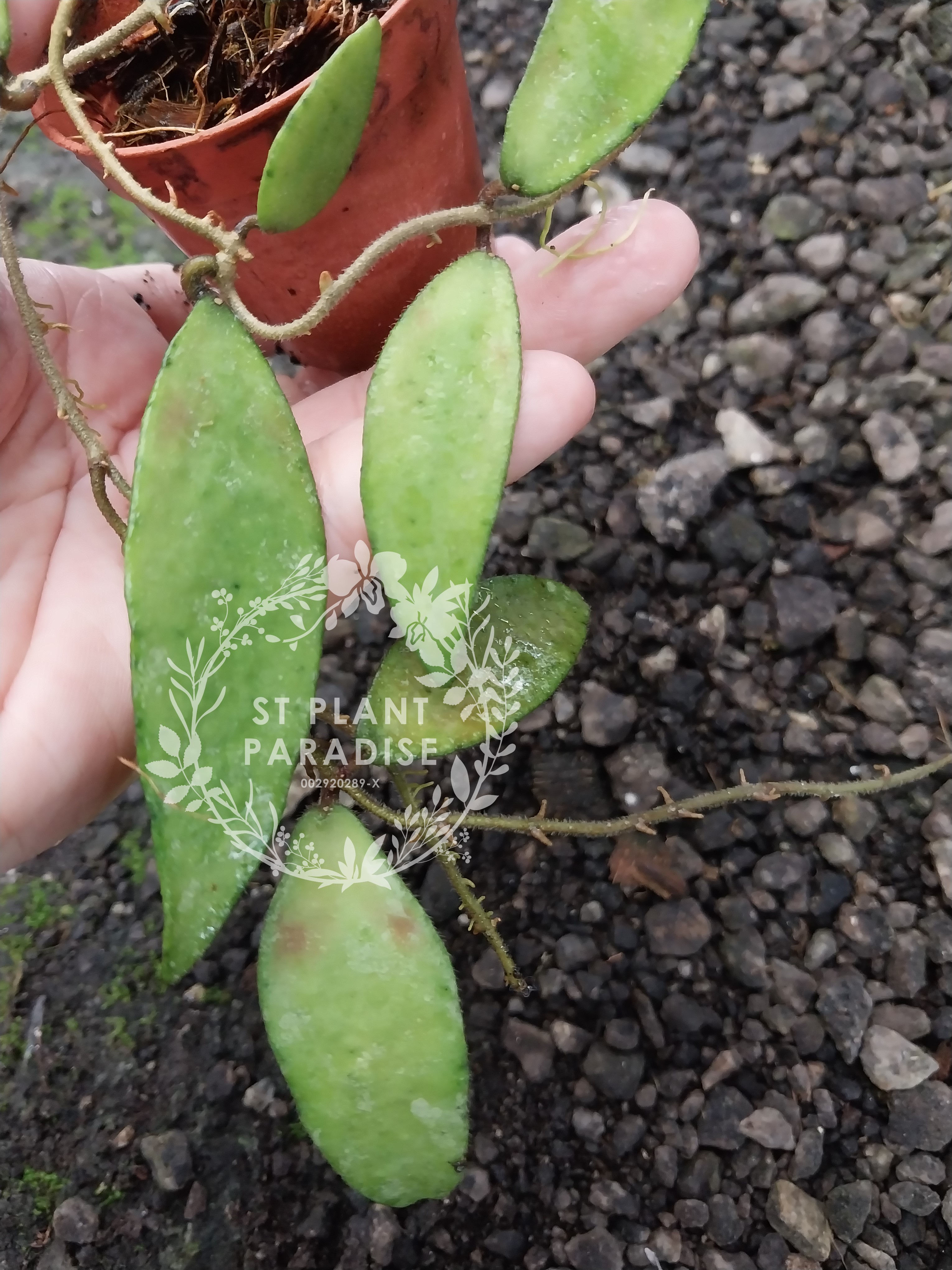 Hoya flagellata