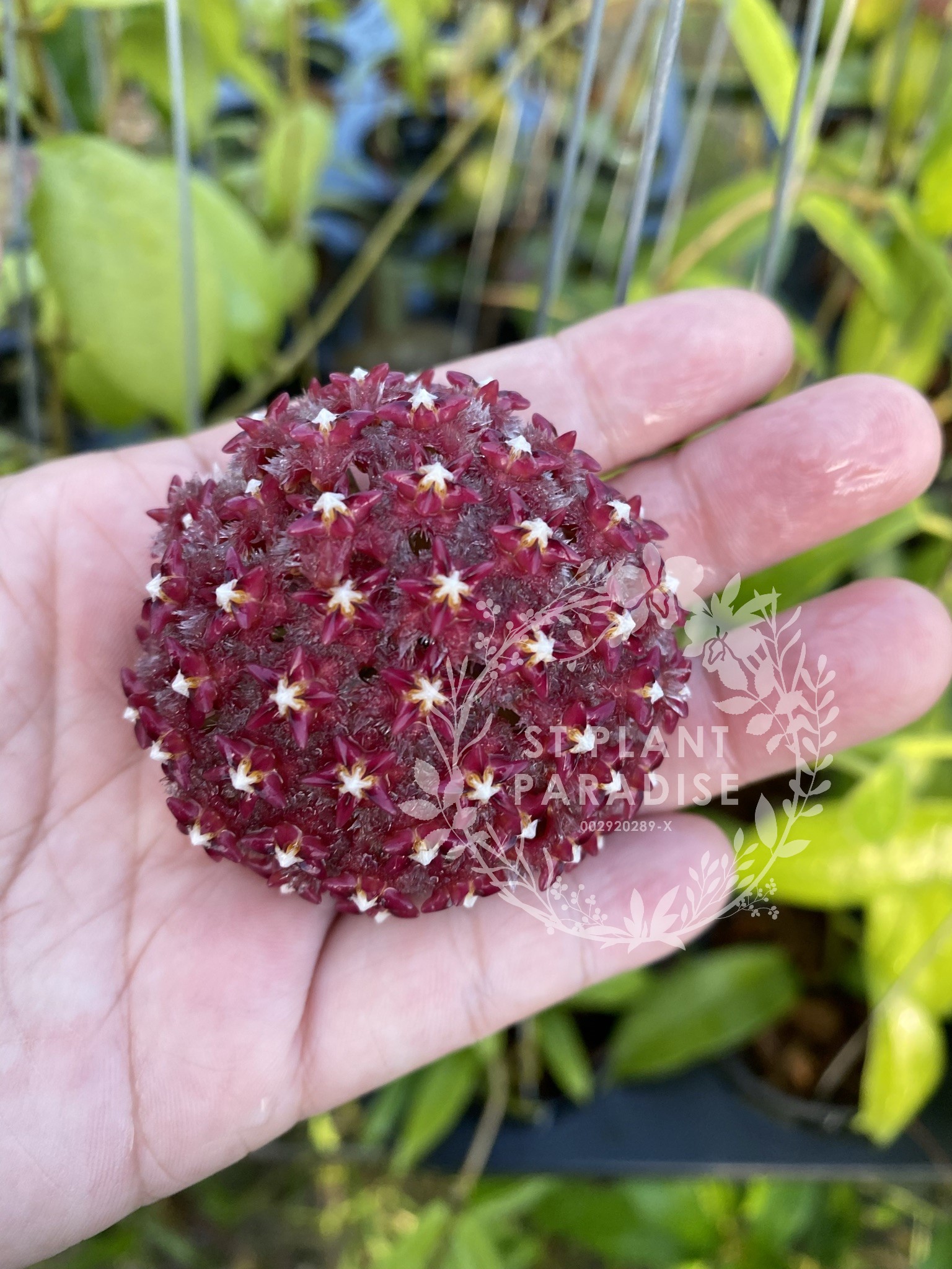 Hoya mindorensis Red