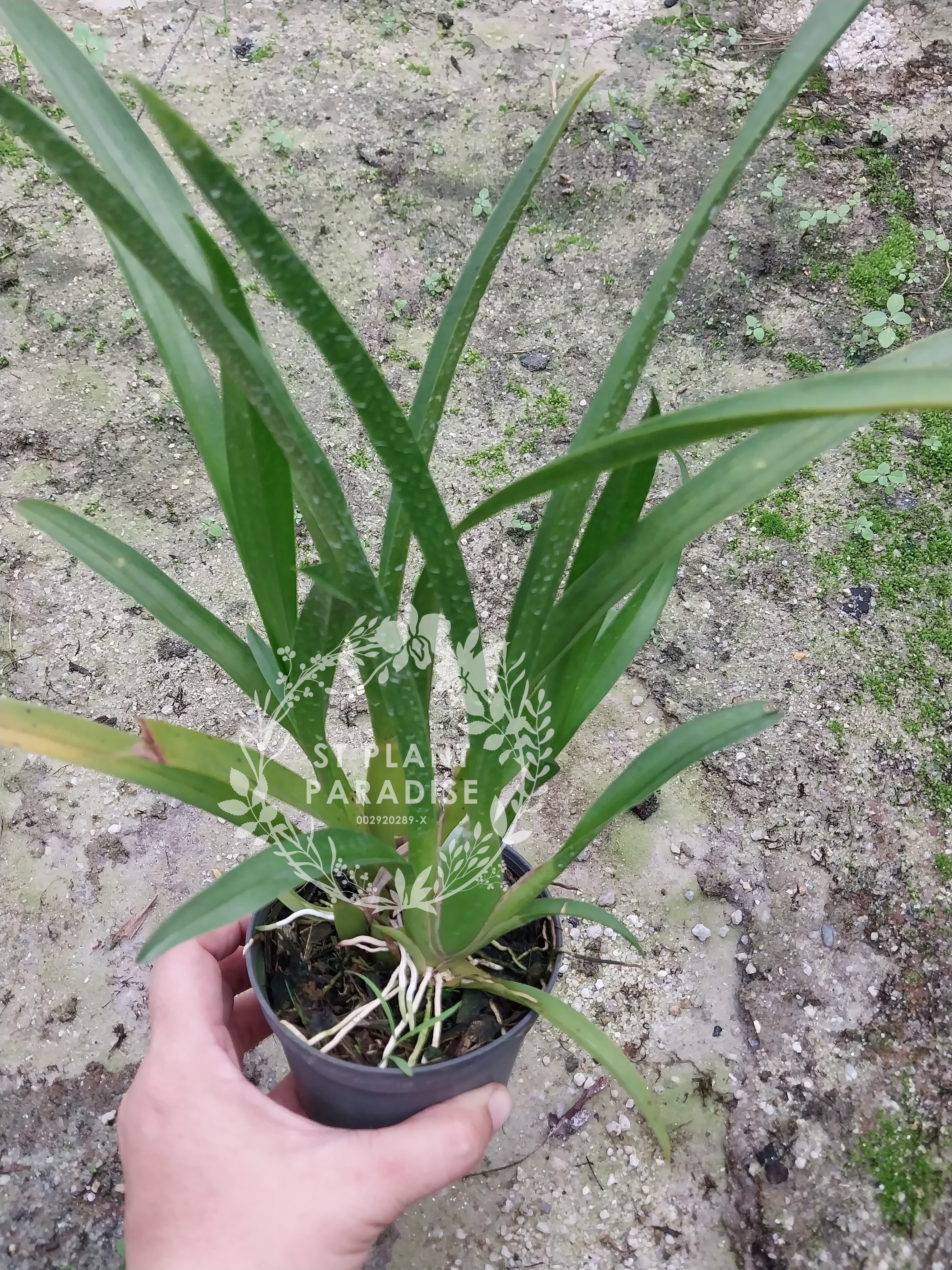 Aliceara alice (Miltassia/ oncidium orchid)