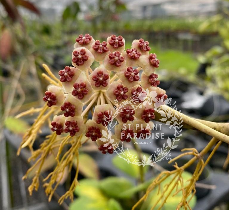 Hoya Plants – ST Plant Paradise Trading