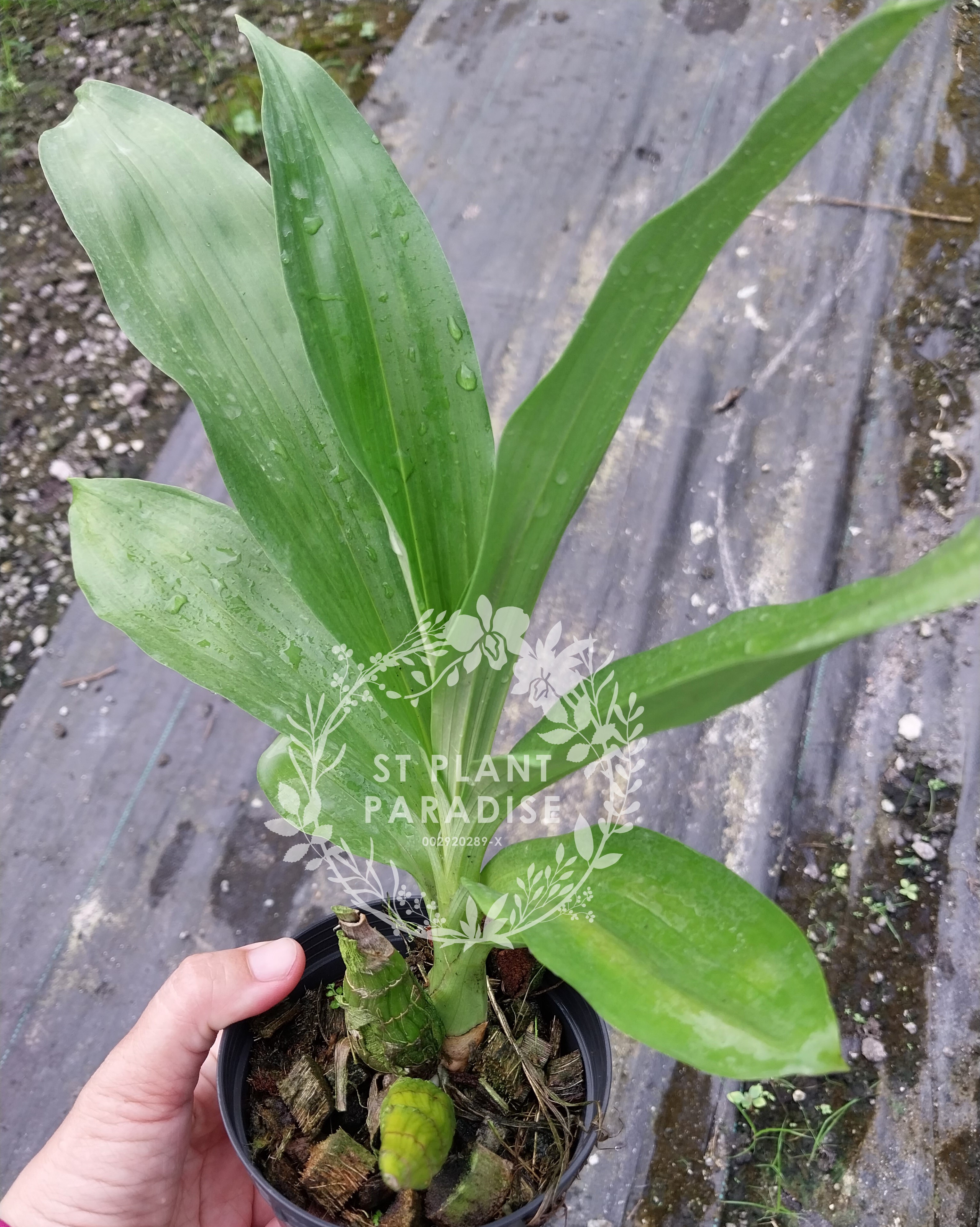 Catasetum Fdk After Dark