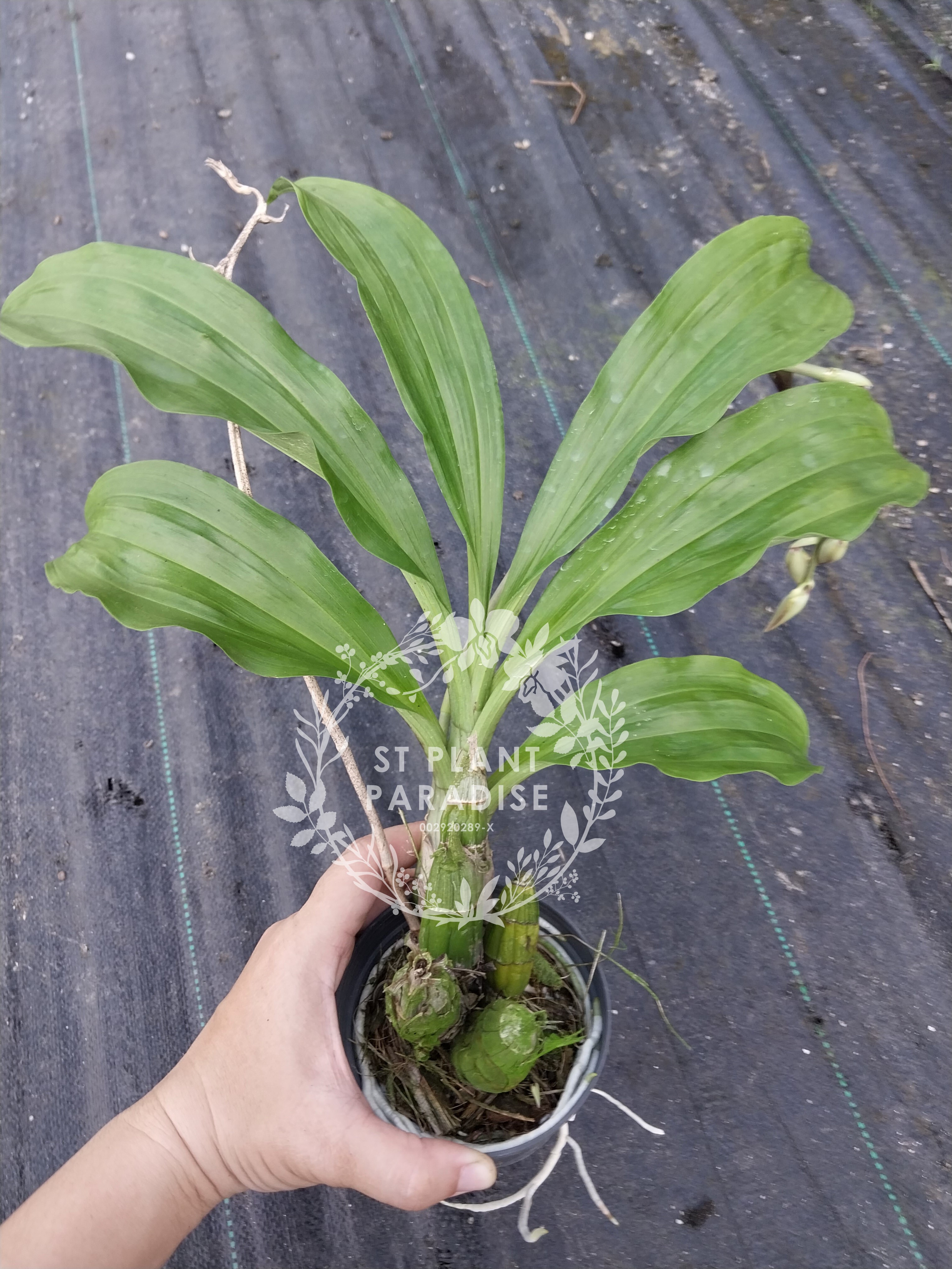 Catasetum Memorial Lum Hon