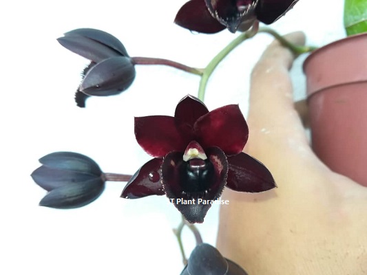 Catasetum Fdk After Dark