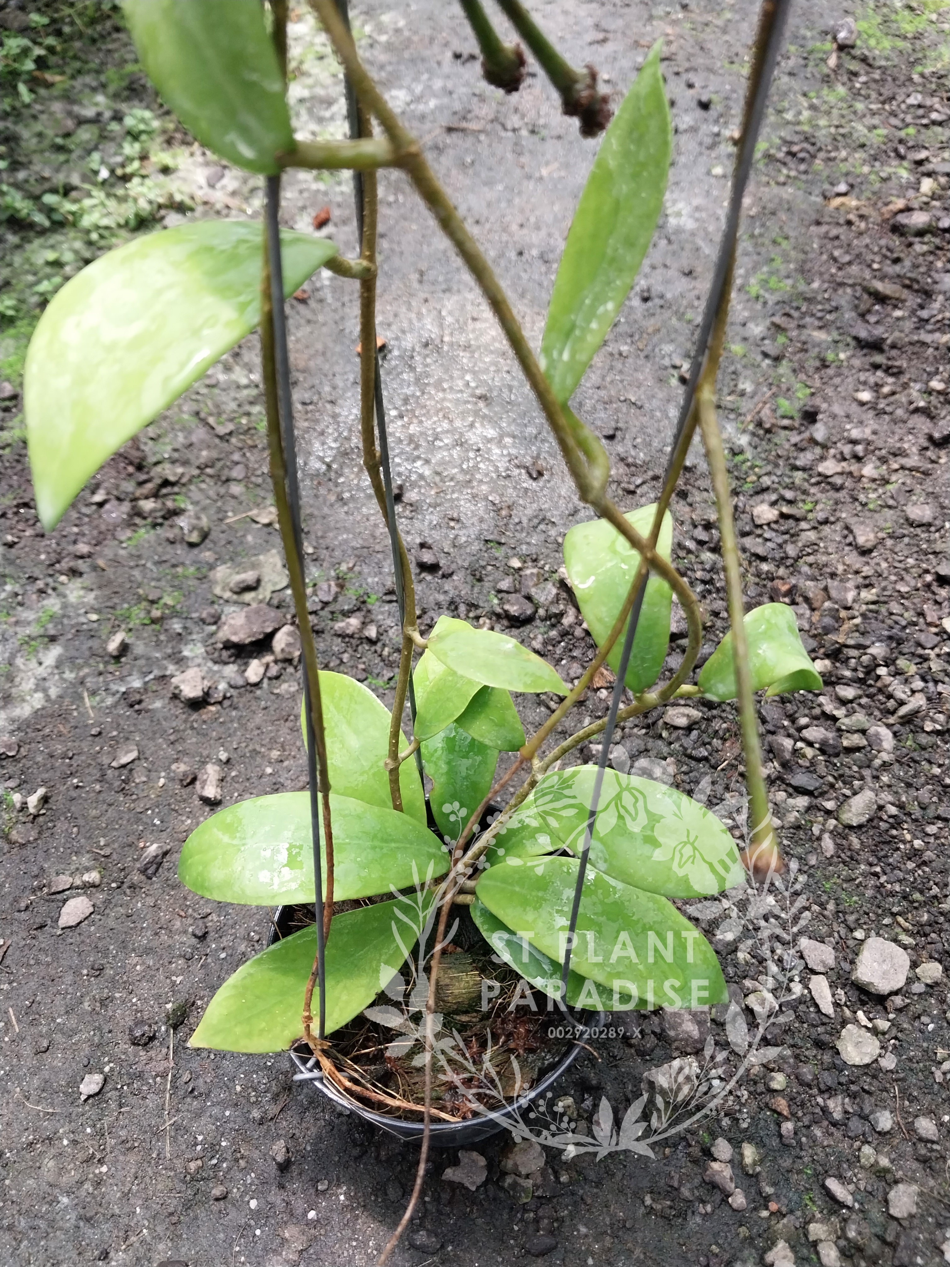 Hoya mindorensis Red