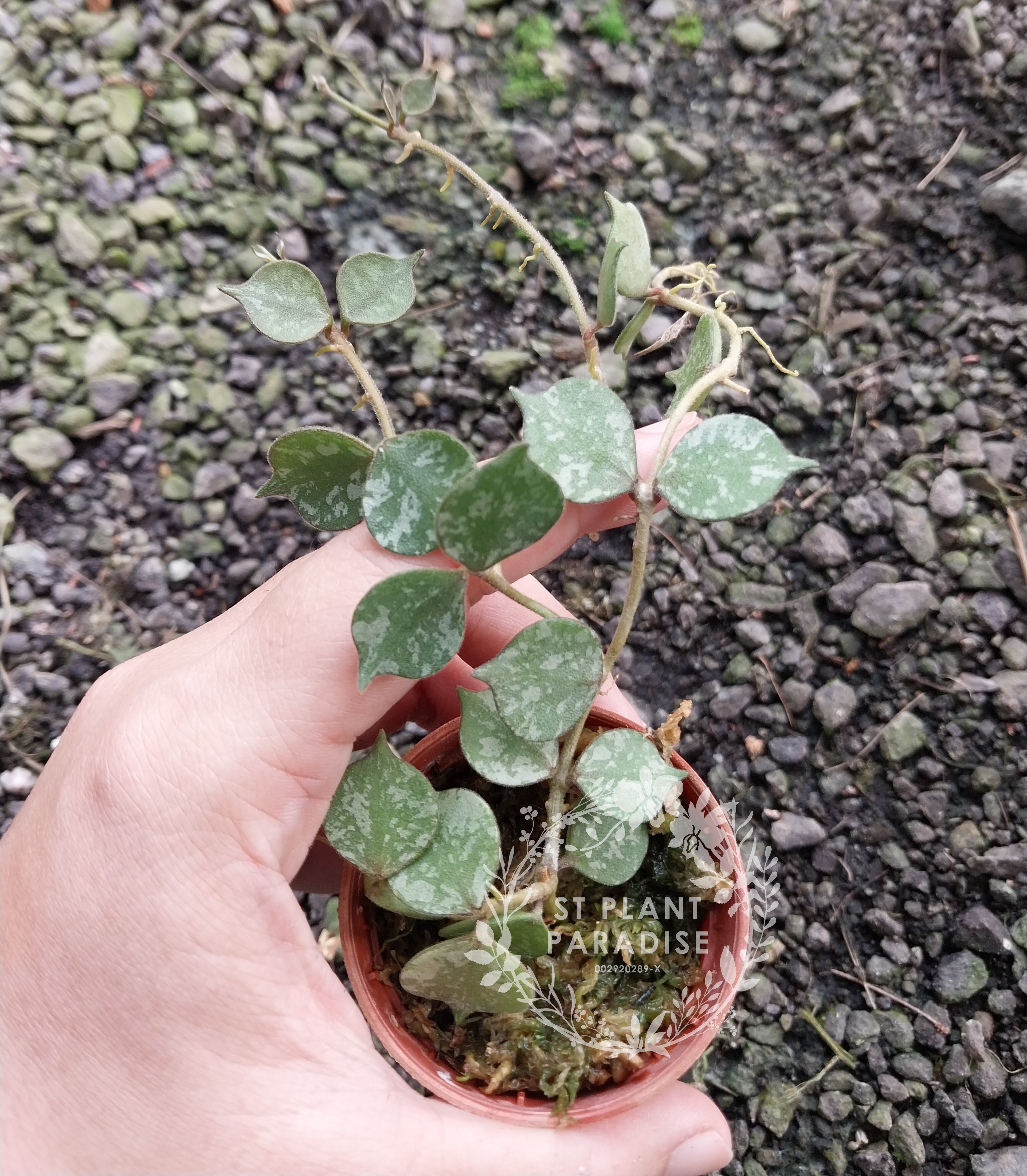 Hoya curtisii