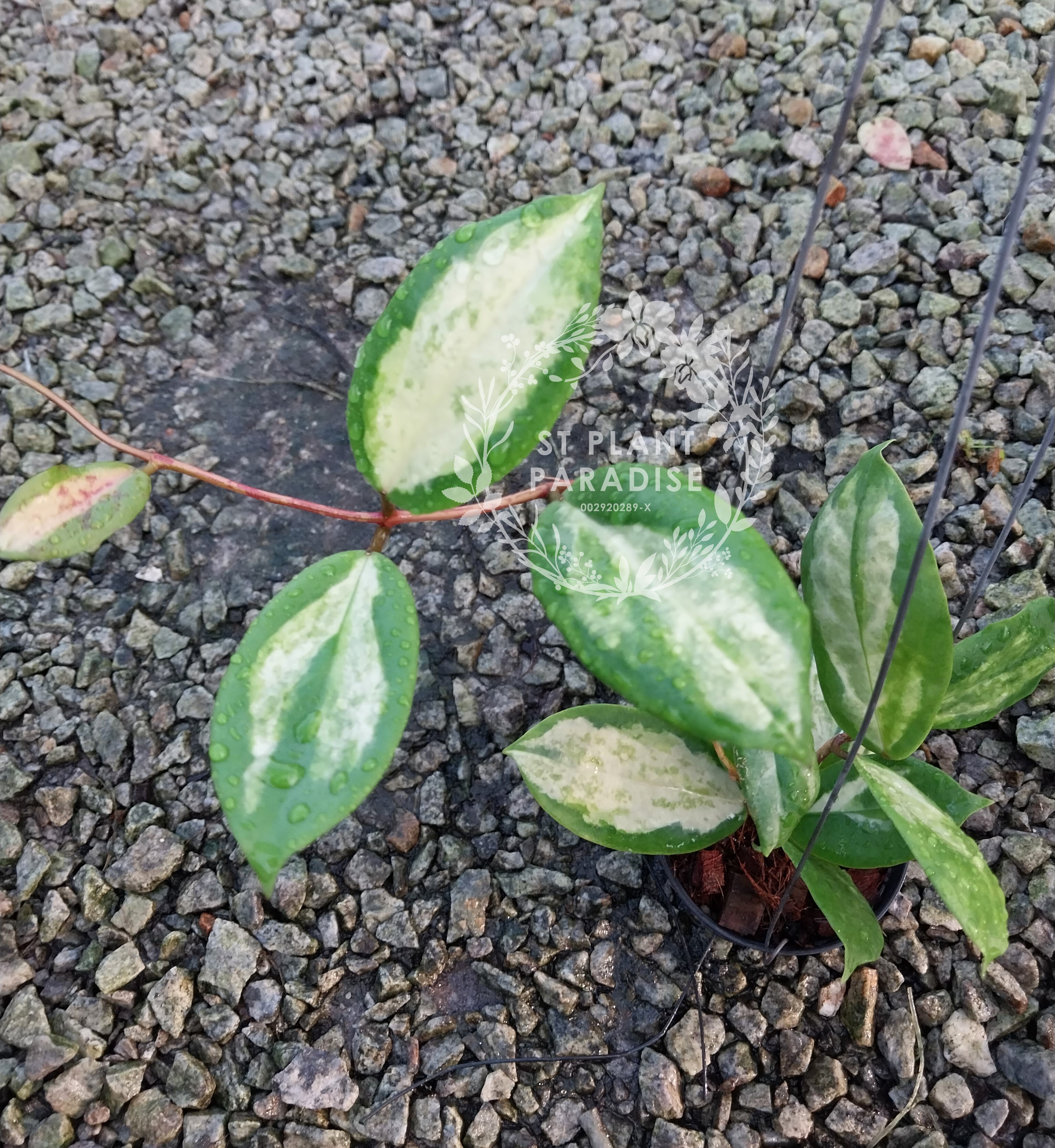 Hoya incrassata inner variegated 