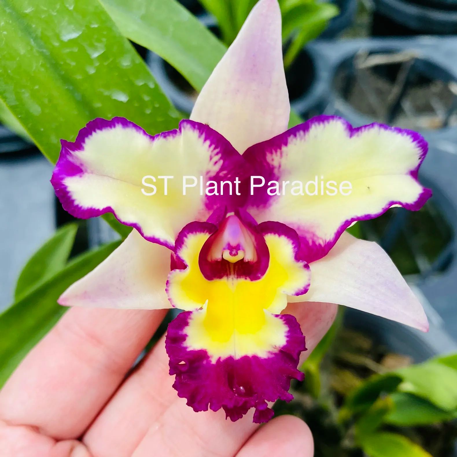Cattleya purple yellow splash