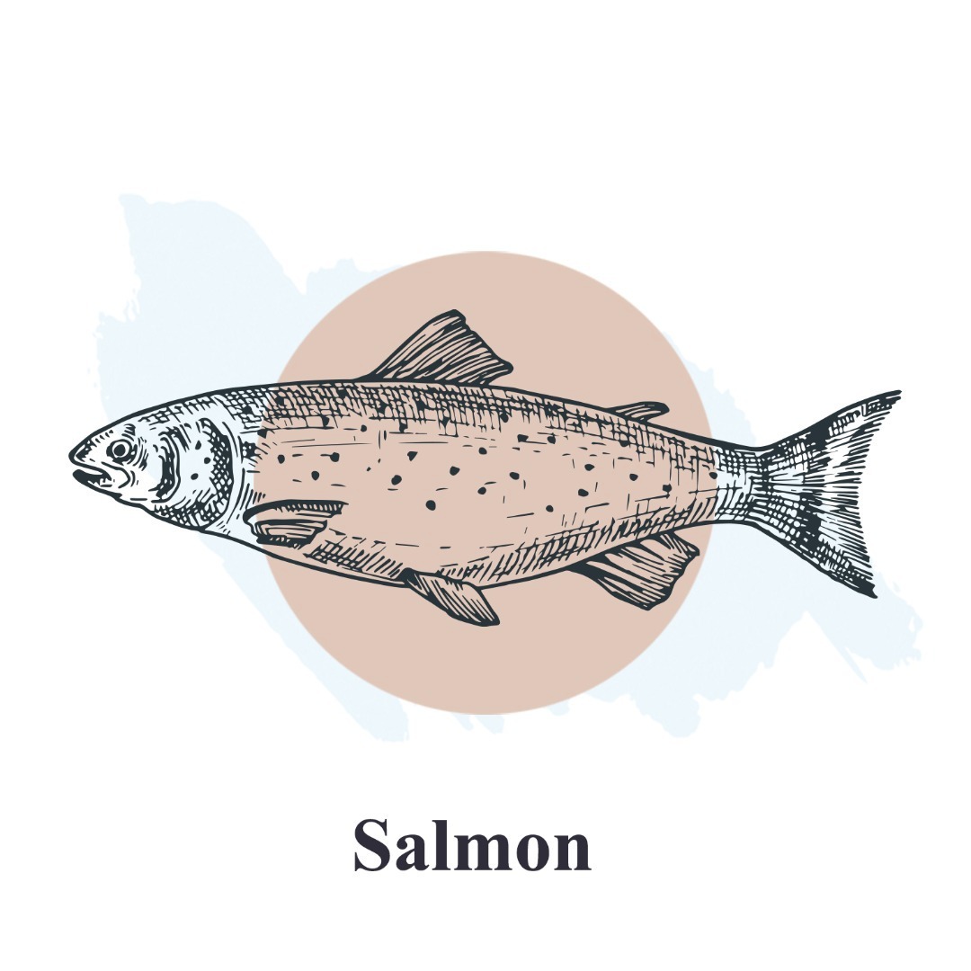 Salmon